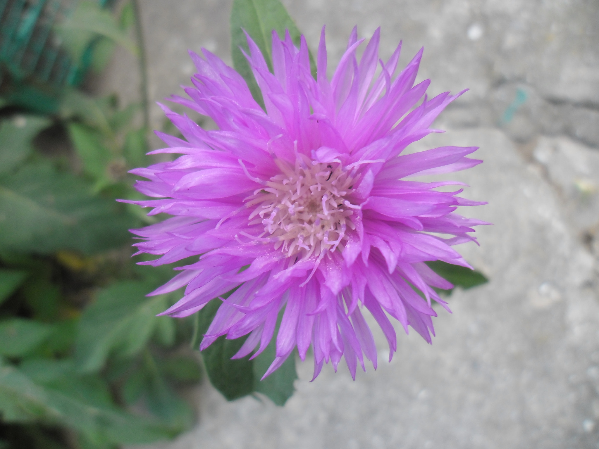 Samsung ES90/ ES91 sample photo. Цветок photography