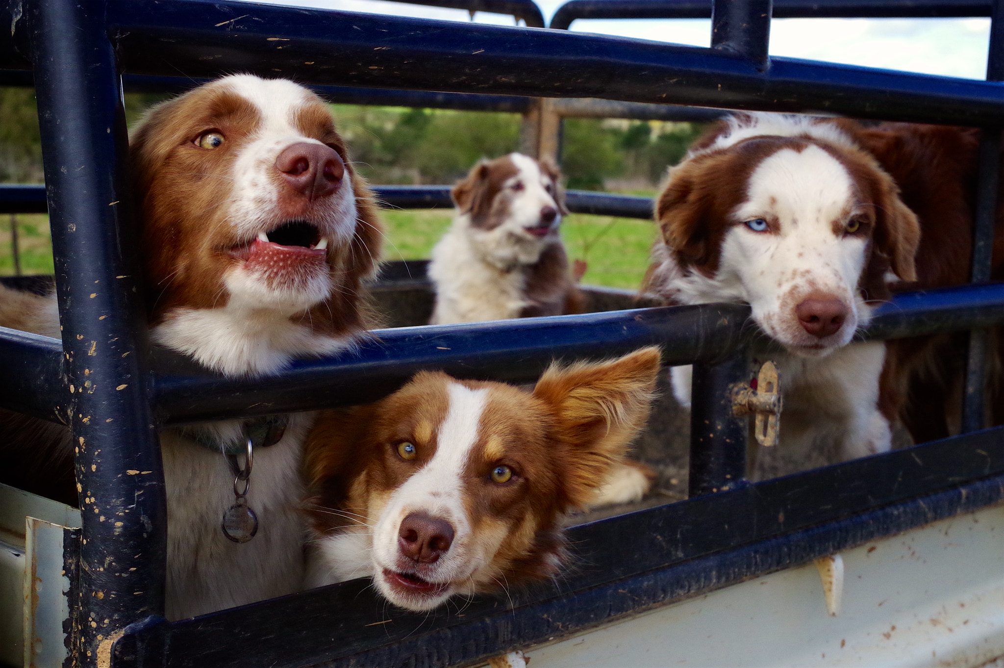 Pentax K-30 + Pentax smc DA 35mm F2.4 AL sample photo. Sheepdogs, a south african essential. photography