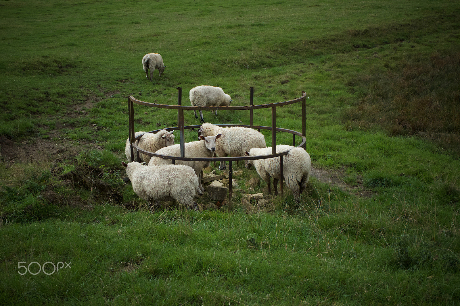 Canon EOS M10 + Canon EF-M 28mm F3.5 Macro IS STM sample photo. Sheeps photography