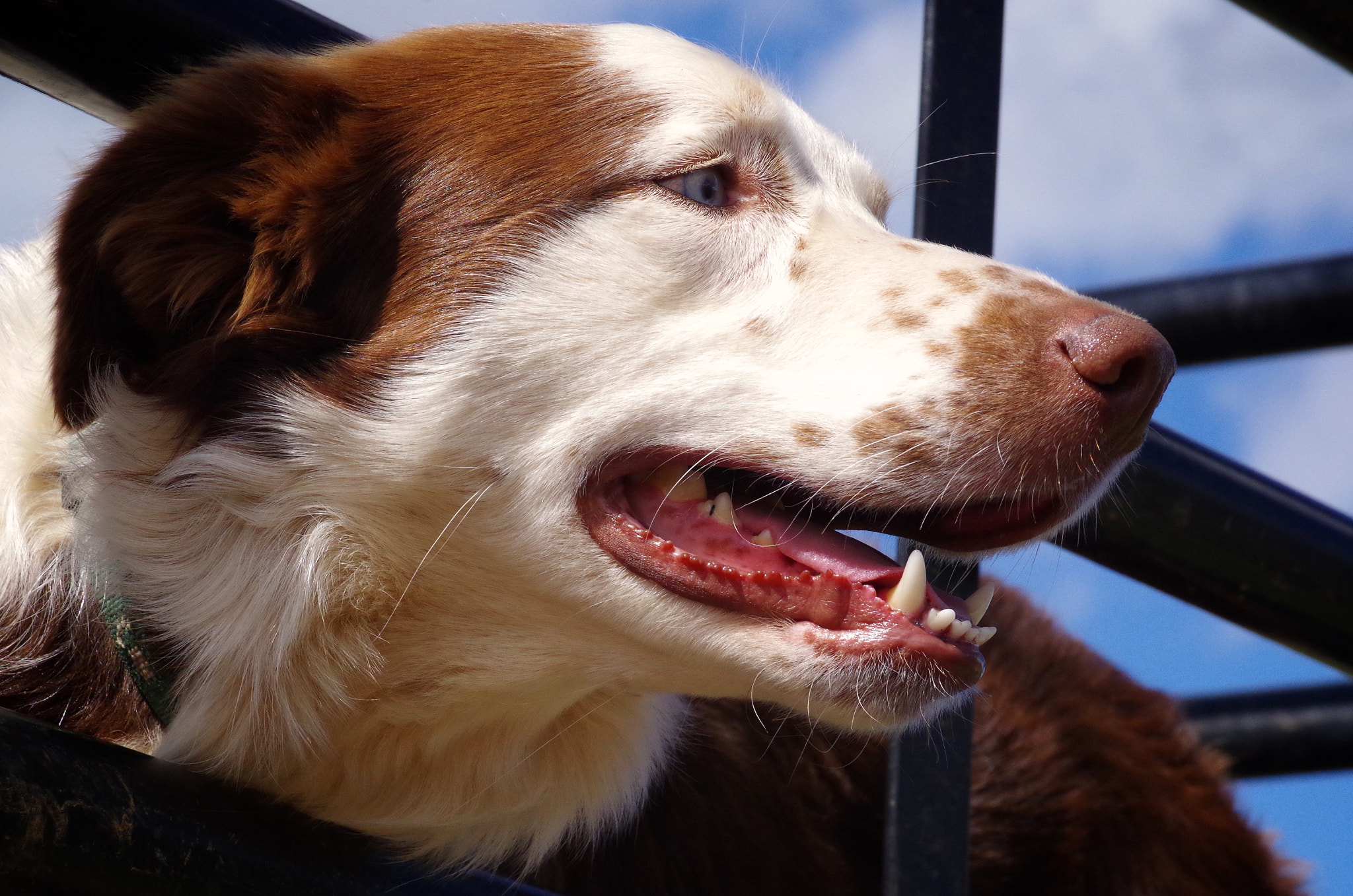 Pentax K-30 sample photo. Sheepdogs, a south african essential. photography