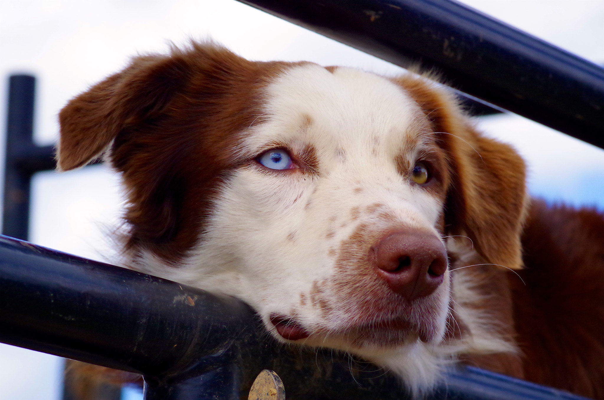 Pentax smc D-FA 100mm F2.8 Macro WR sample photo. Sheepdogs, a south african essential. photography