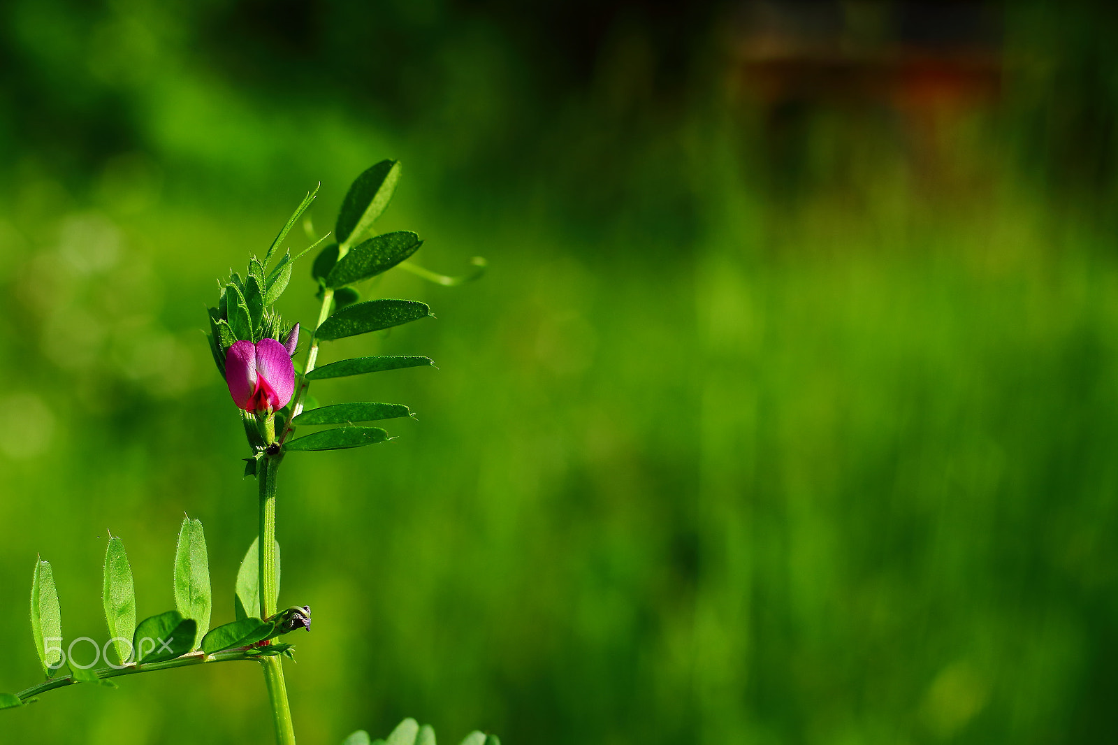 Canon EF 35-80mm f/4-5.6 sample photo. June colors photography