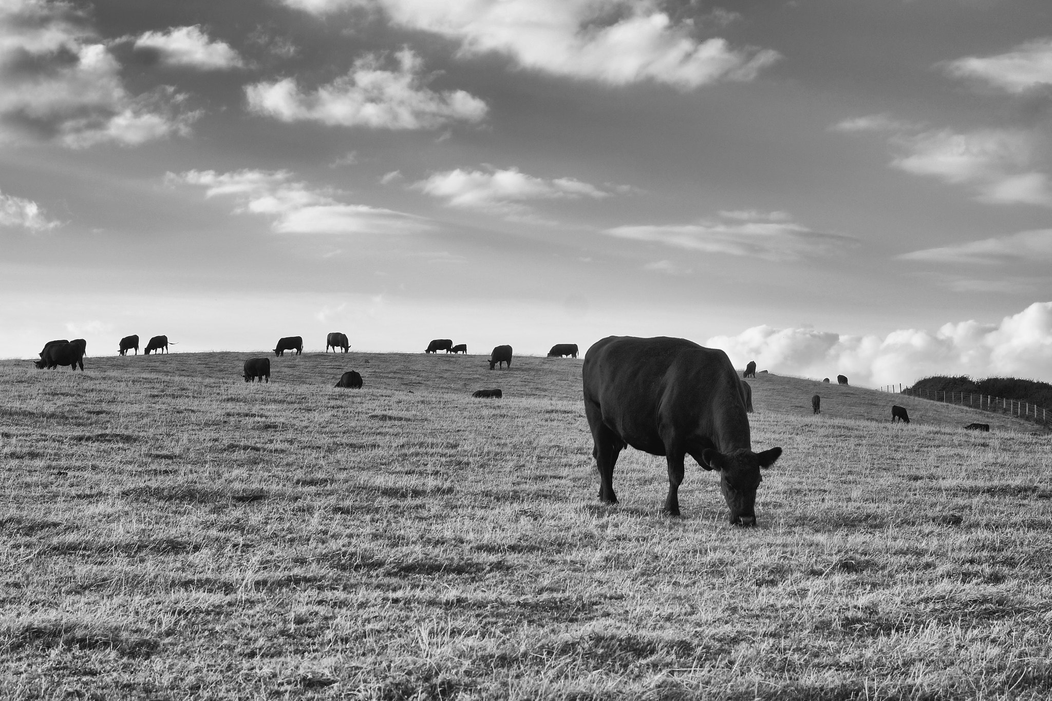 Sony SLT-A57 + Sony 50mm F1.4 sample photo. Cows in devon photography