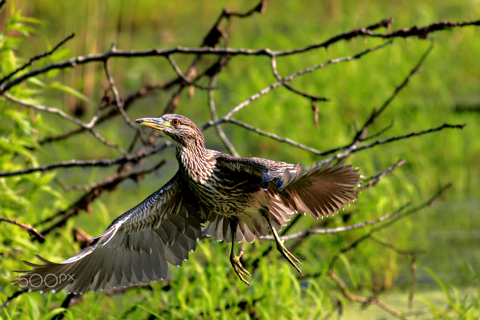 Canon EF 400mm F5.6L USM sample photo. Juvenile black crowned night herons photography