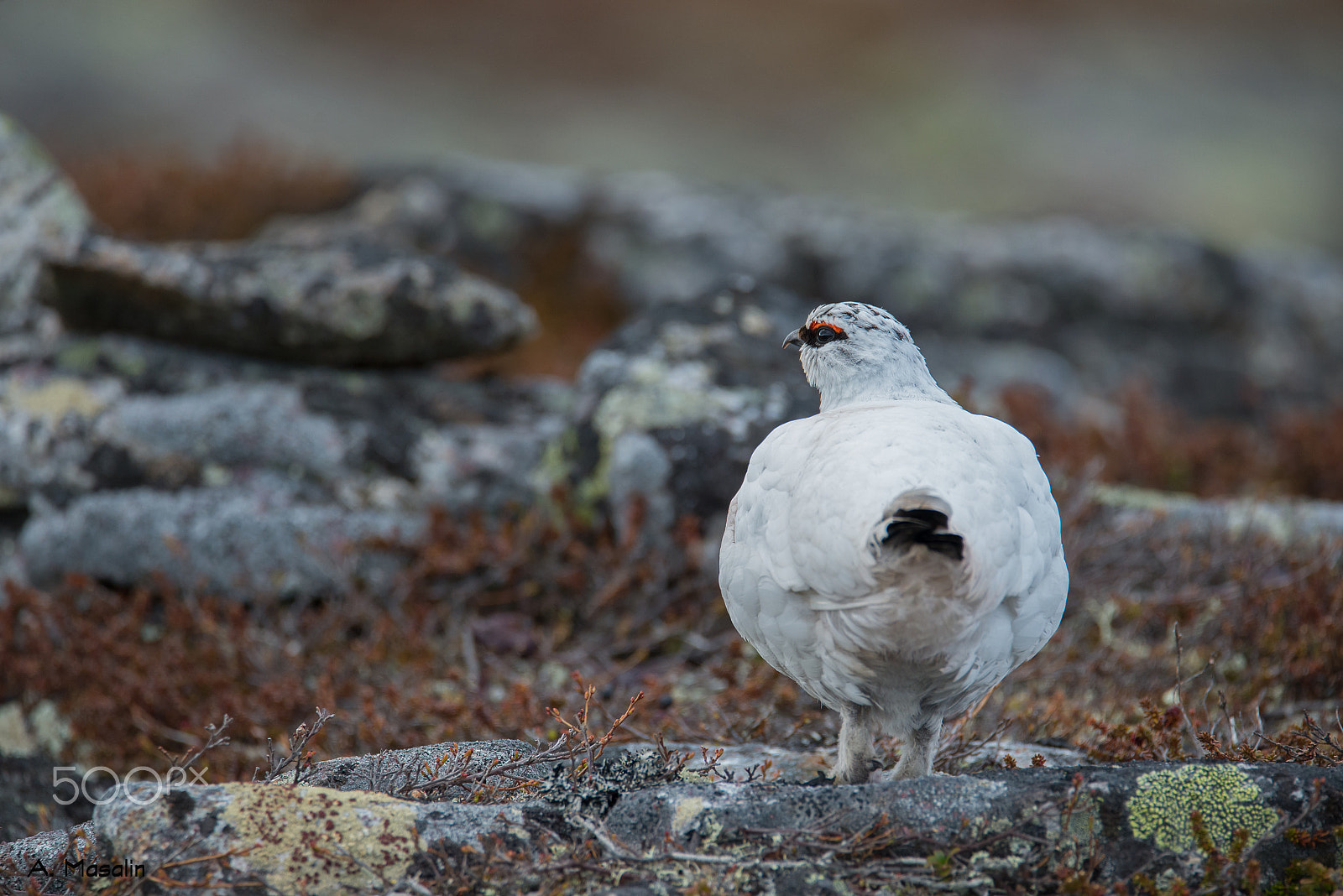 Nikon D600 sample photo. Rock ptarmigan photography