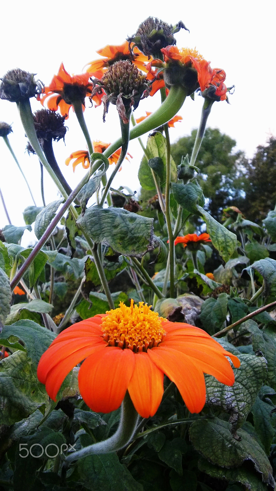 LG SPIRIT 4G LTE sample photo. Orange flower photography