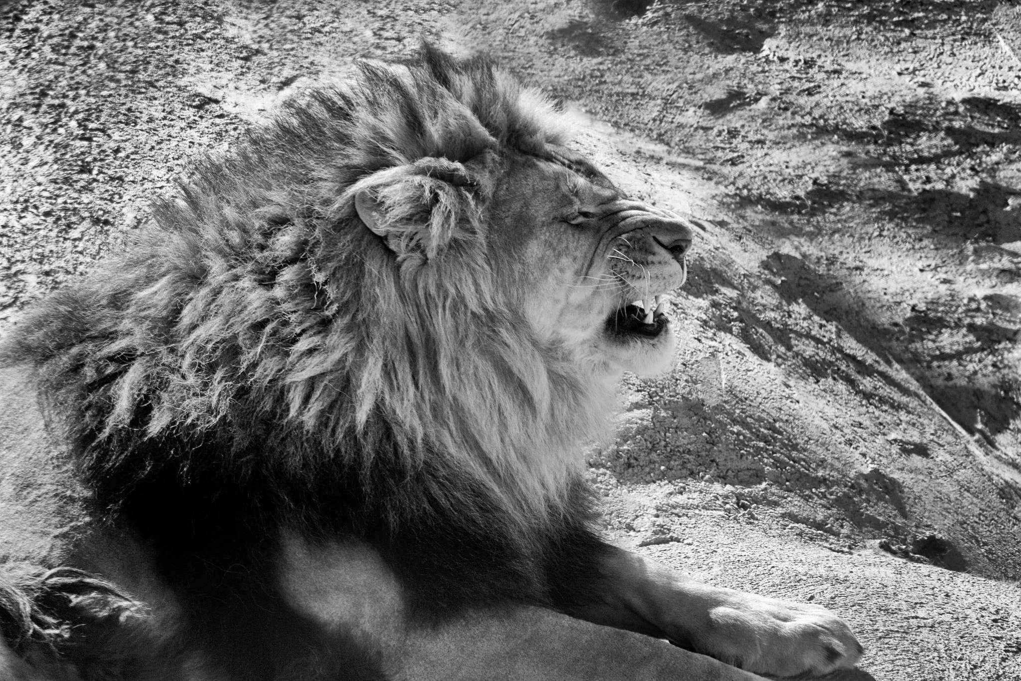 Canon EF 100-300mm F4.5-5.6 USM sample photo. The lion's king photography