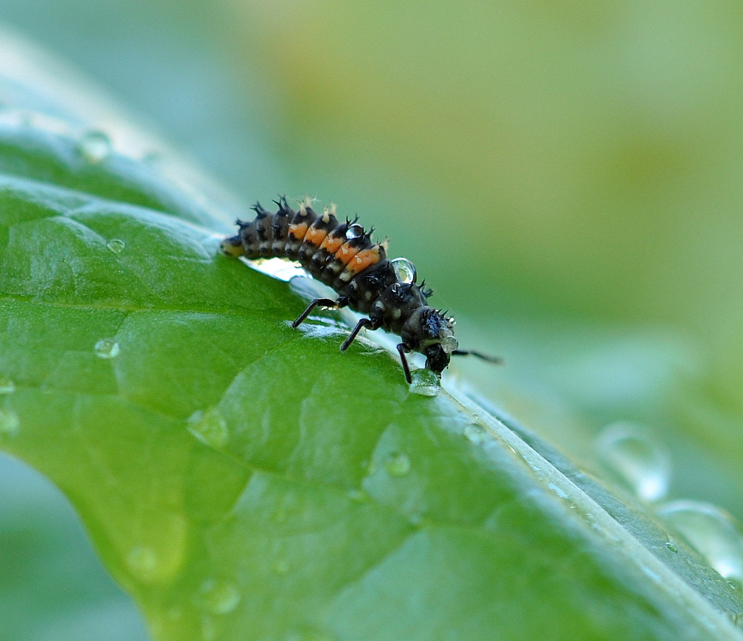 Nikon AF-S DX Micro-Nikkor 85mm F3.5G ED VR sample photo. Tiny death photography