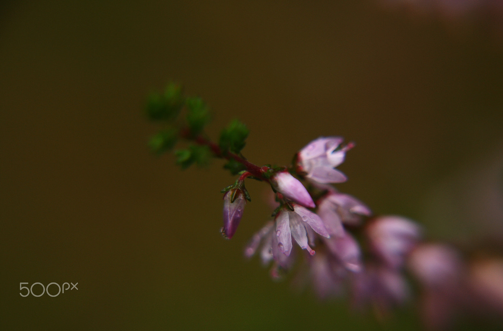 Canon EOS 1000D (EOS Digital Rebel XS / EOS Kiss F) sample photo. Calluna flowers photography