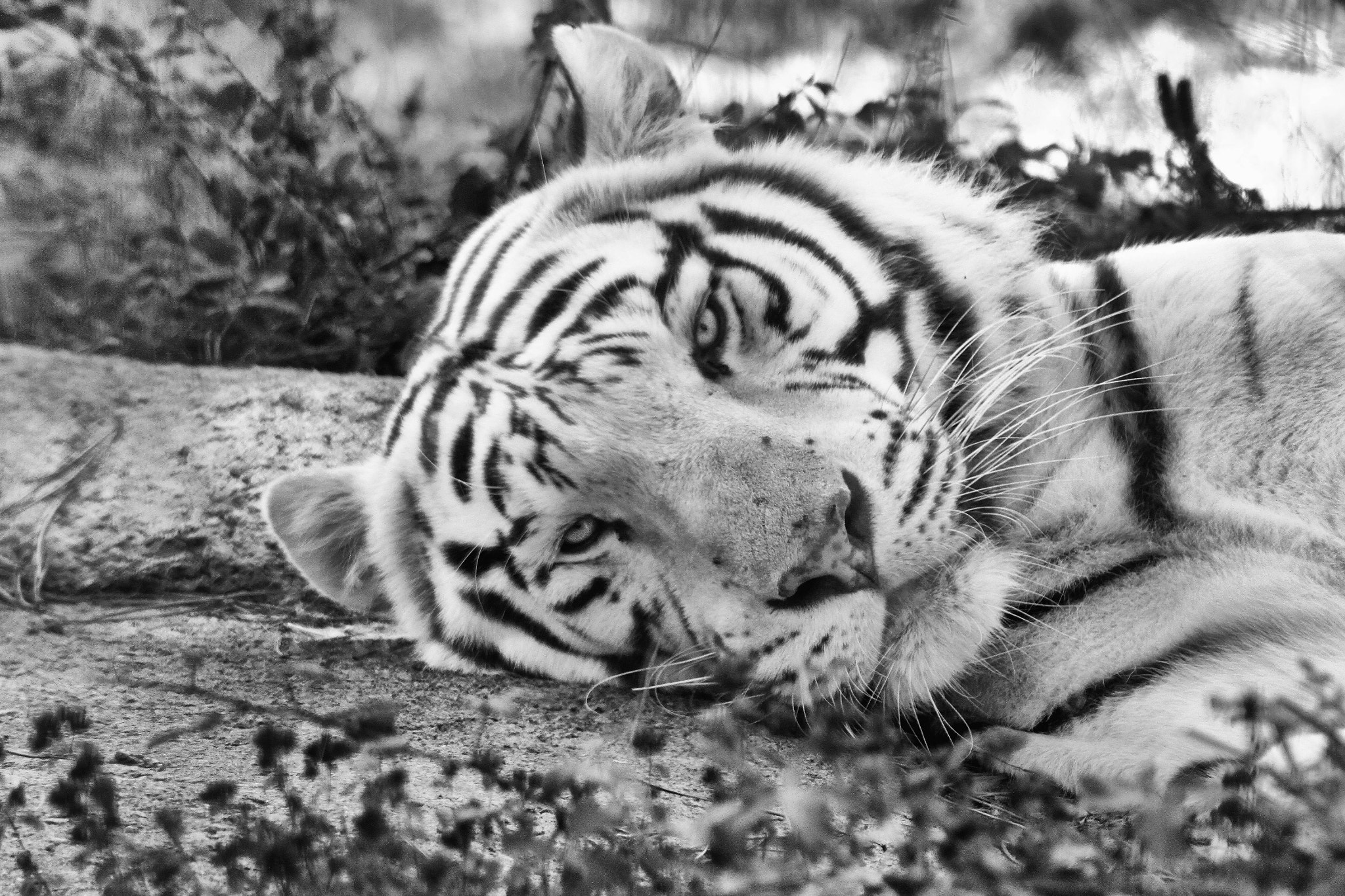 Canon EF 100-300mm F4.5-5.6 USM sample photo. The white tiger photography