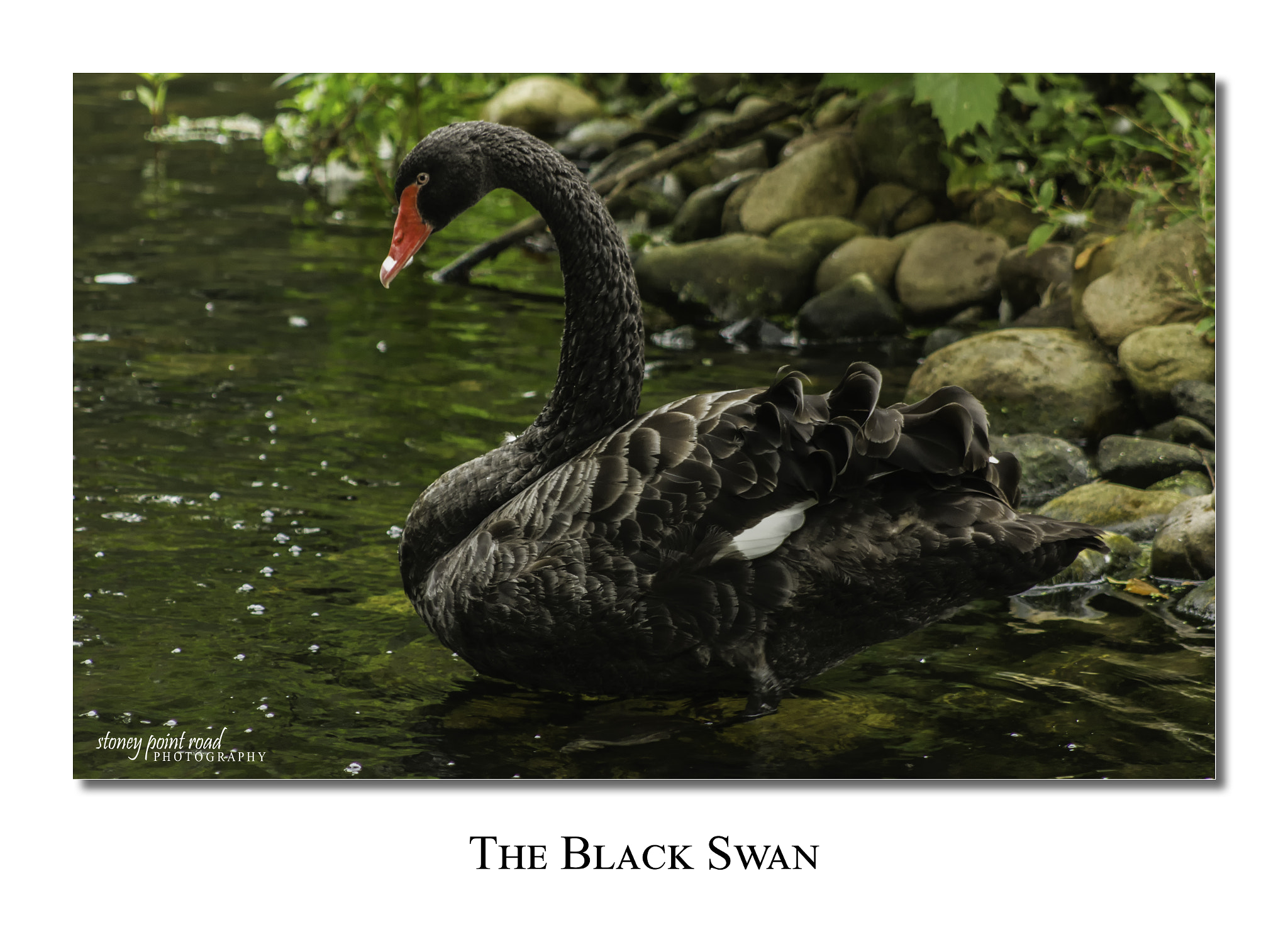 Canon EF 75-300mm f/4-5.6 USM sample photo. Black swan photography