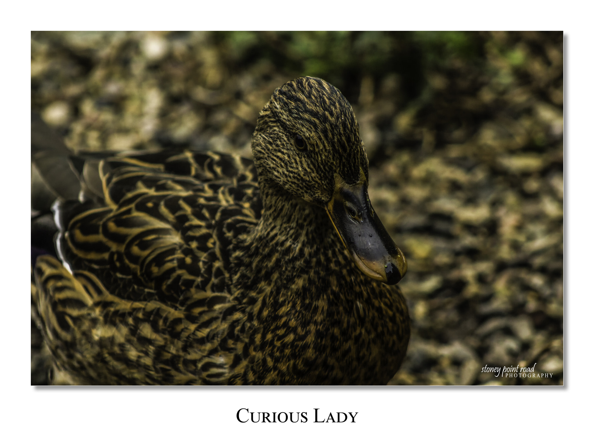 Canon EF 75-300mm f/4-5.6 USM sample photo. Curious lady photography