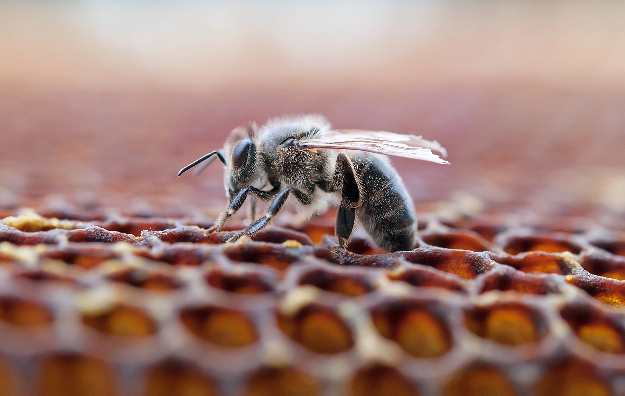 Nikon AF-S Micro-Nikkor 60mm F2.8G ED sample photo. Working bee photography