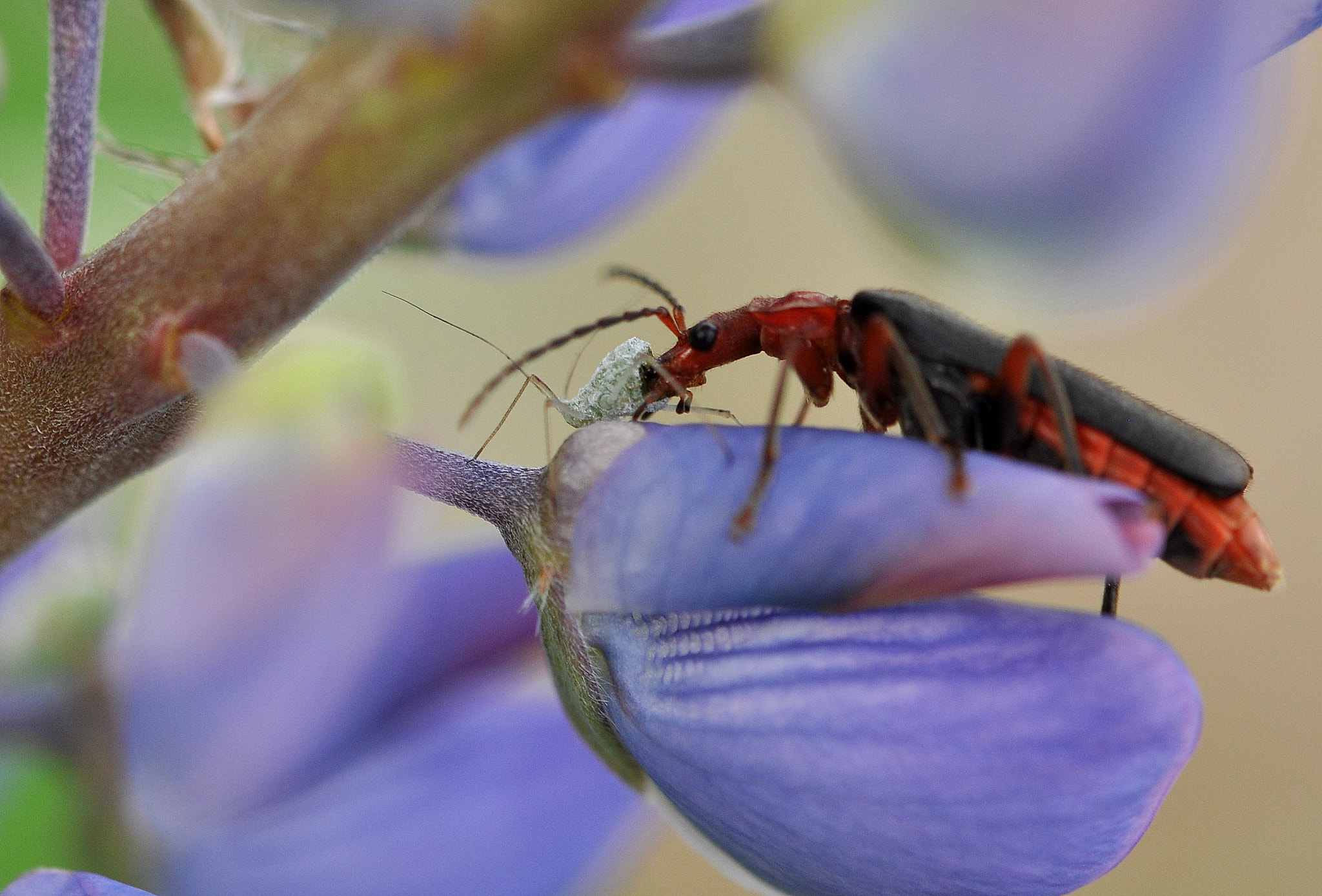 Nikon AF-S DX Micro-Nikkor 85mm F3.5G ED VR sample photo. Soldier beetle snack photography