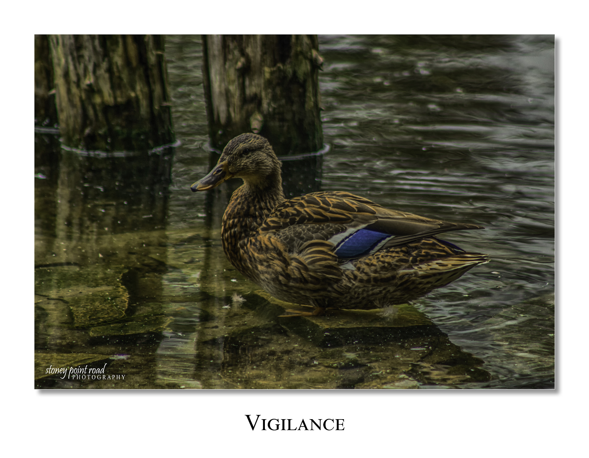 Canon EF 75-300mm f/4-5.6 USM sample photo. Vigilance photography