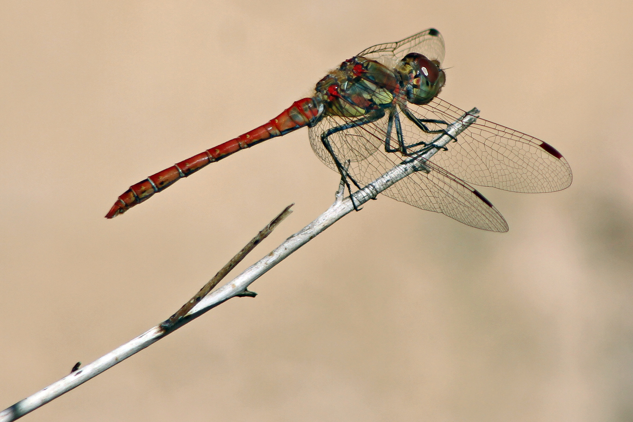 Canon EOS 7D + Canon EF 100-300mm F4.5-5.6 USM sample photo. Dragonfly photography