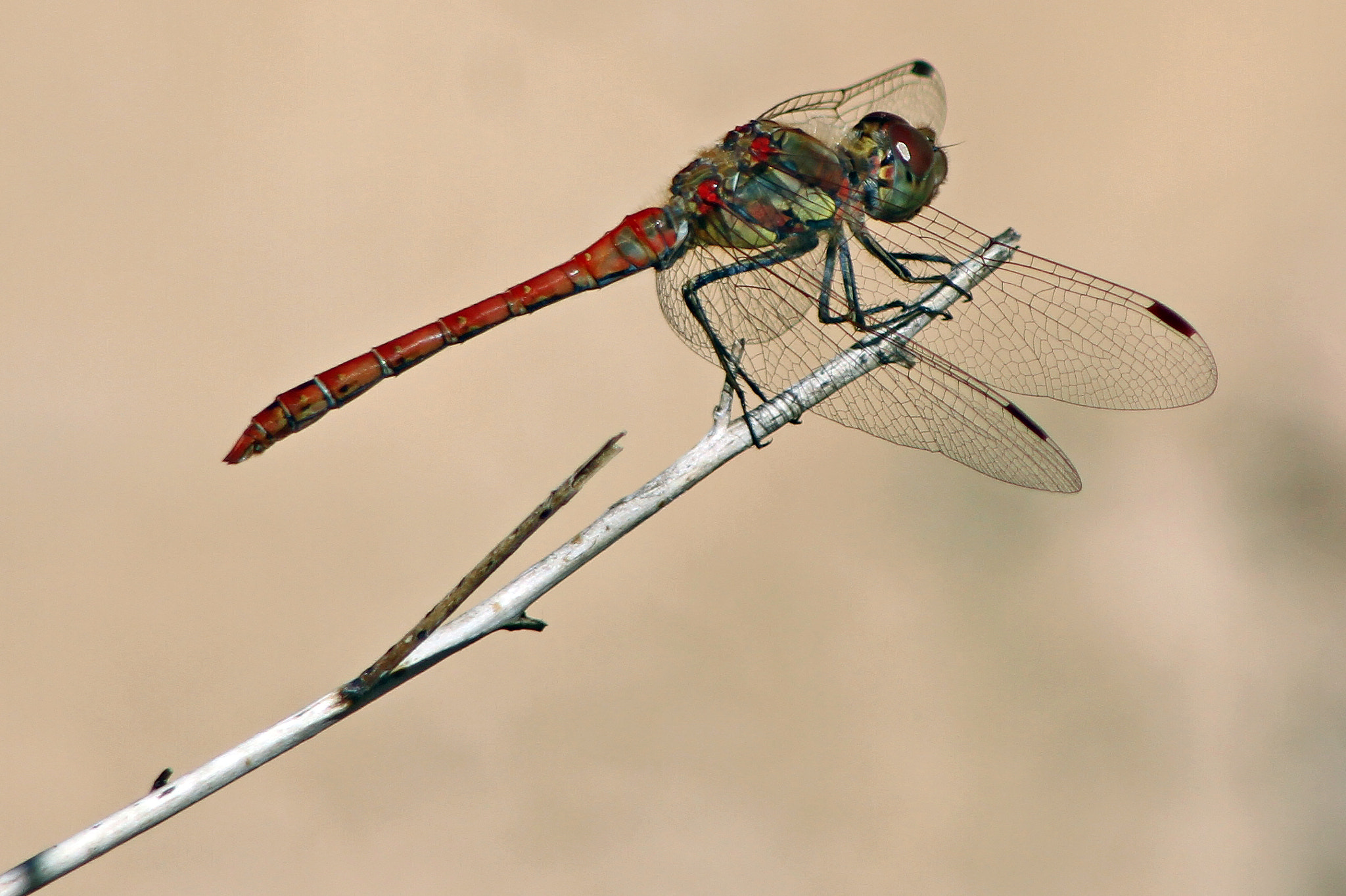 Canon EF 100-300mm F4.5-5.6 USM sample photo. Dragonfly photography