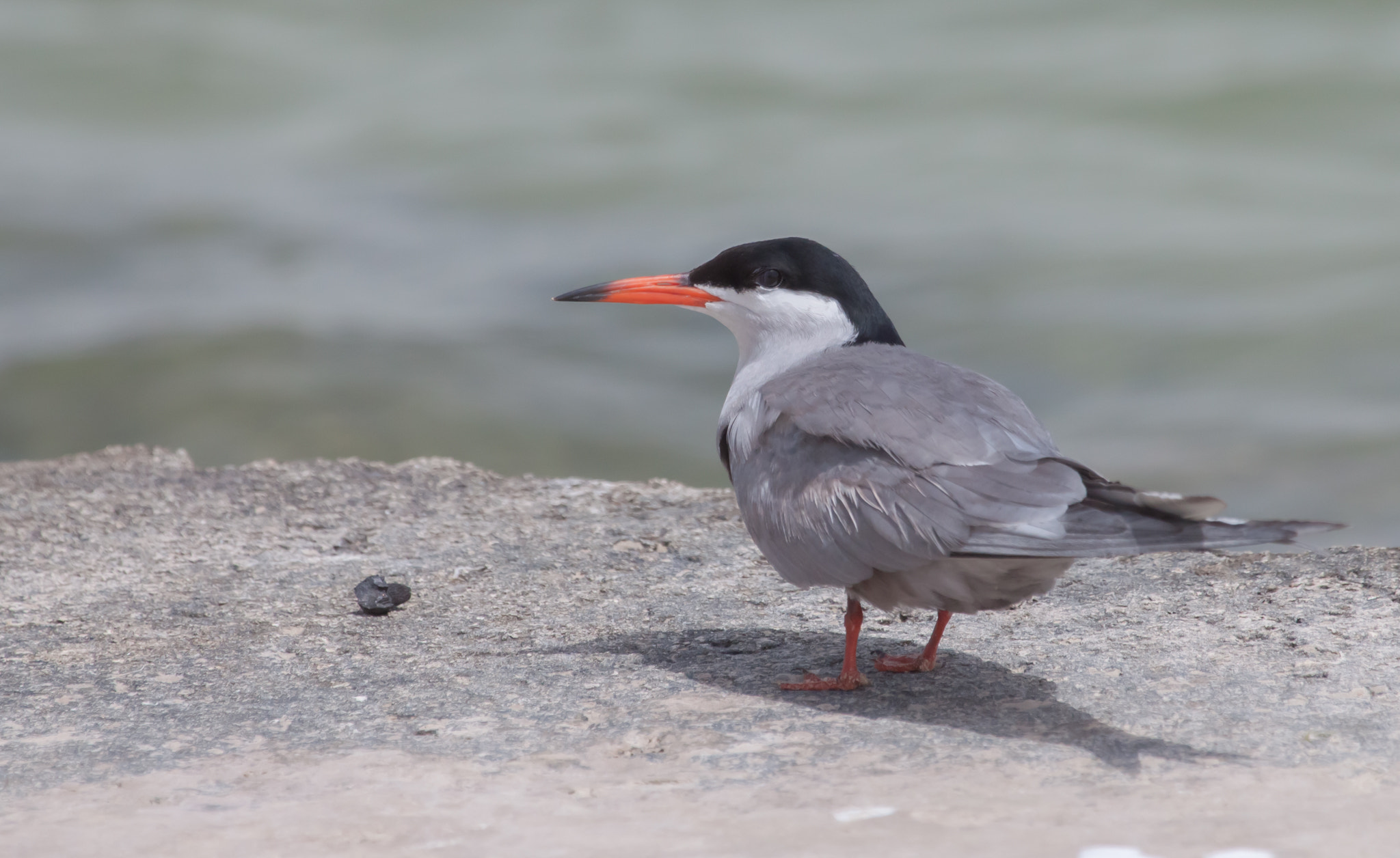 Canon EF 100-400mm F4.5-5.6L IS USM sample photo. Common tern photography