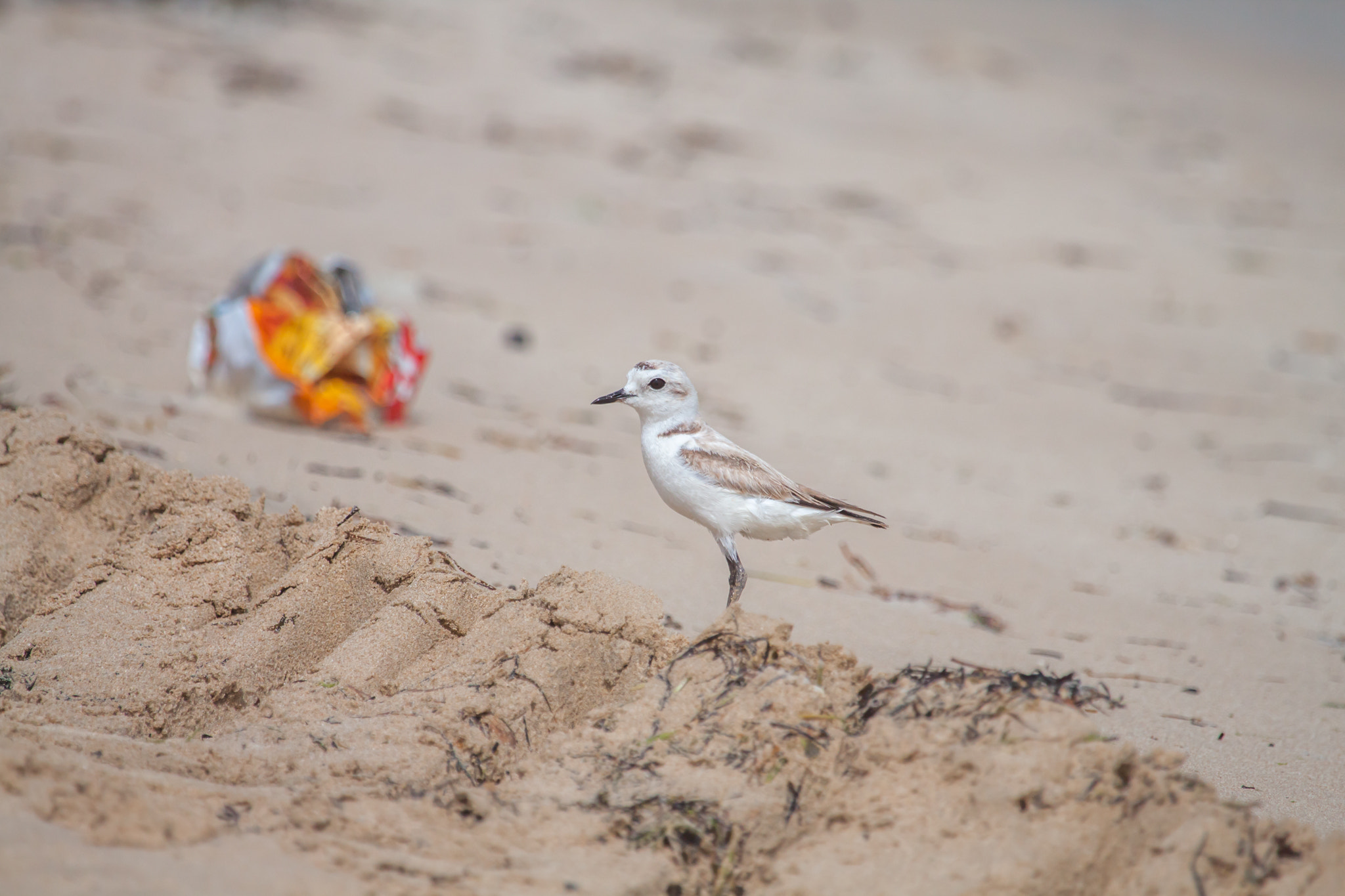 Canon EF 100-400mm F4.5-5.6L IS USM sample photo. Kentish plover photography