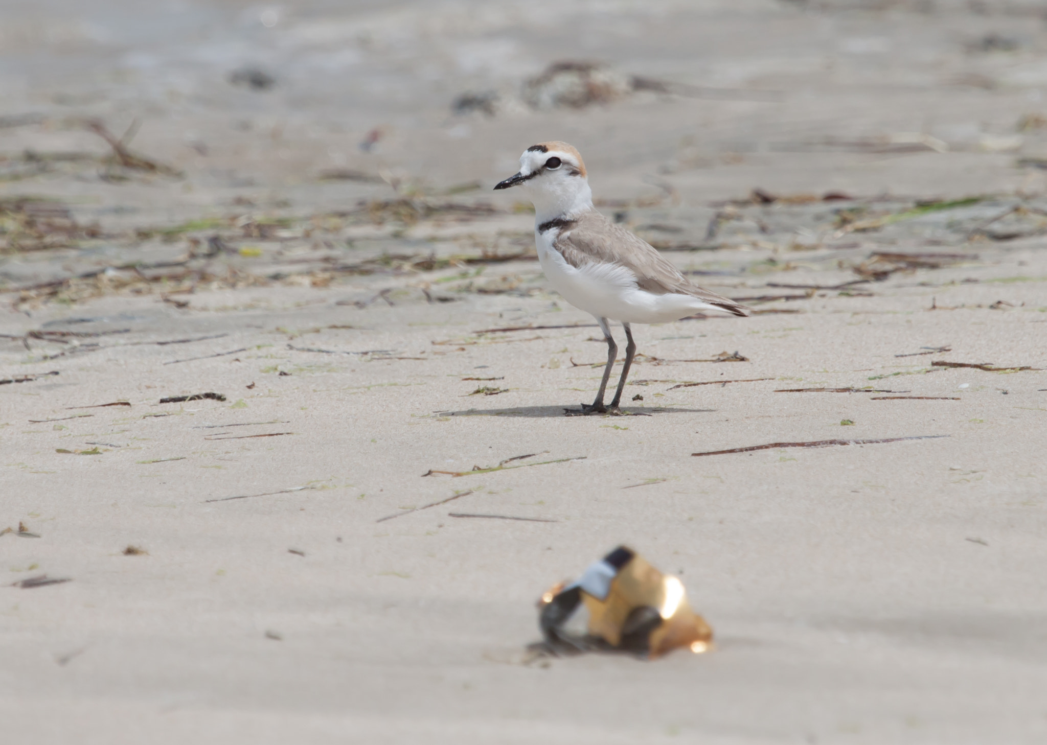 Canon EF 100-400mm F4.5-5.6L IS USM sample photo. Kentish plover photography