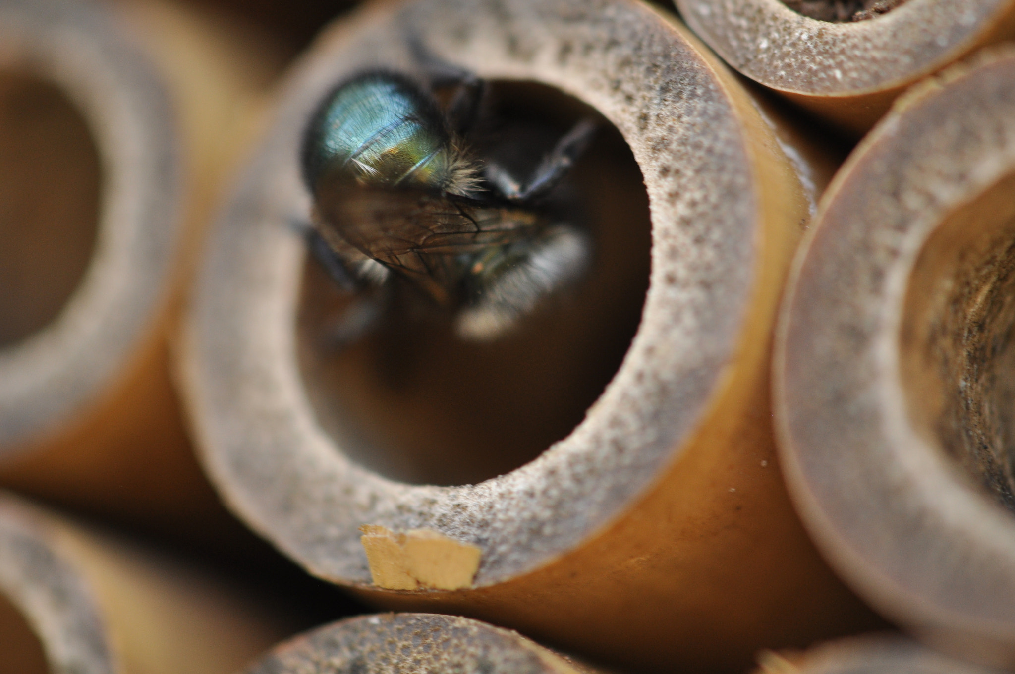 Nikon AF-S DX Micro-Nikkor 85mm F3.5G ED VR sample photo. Mama mason nesting photography