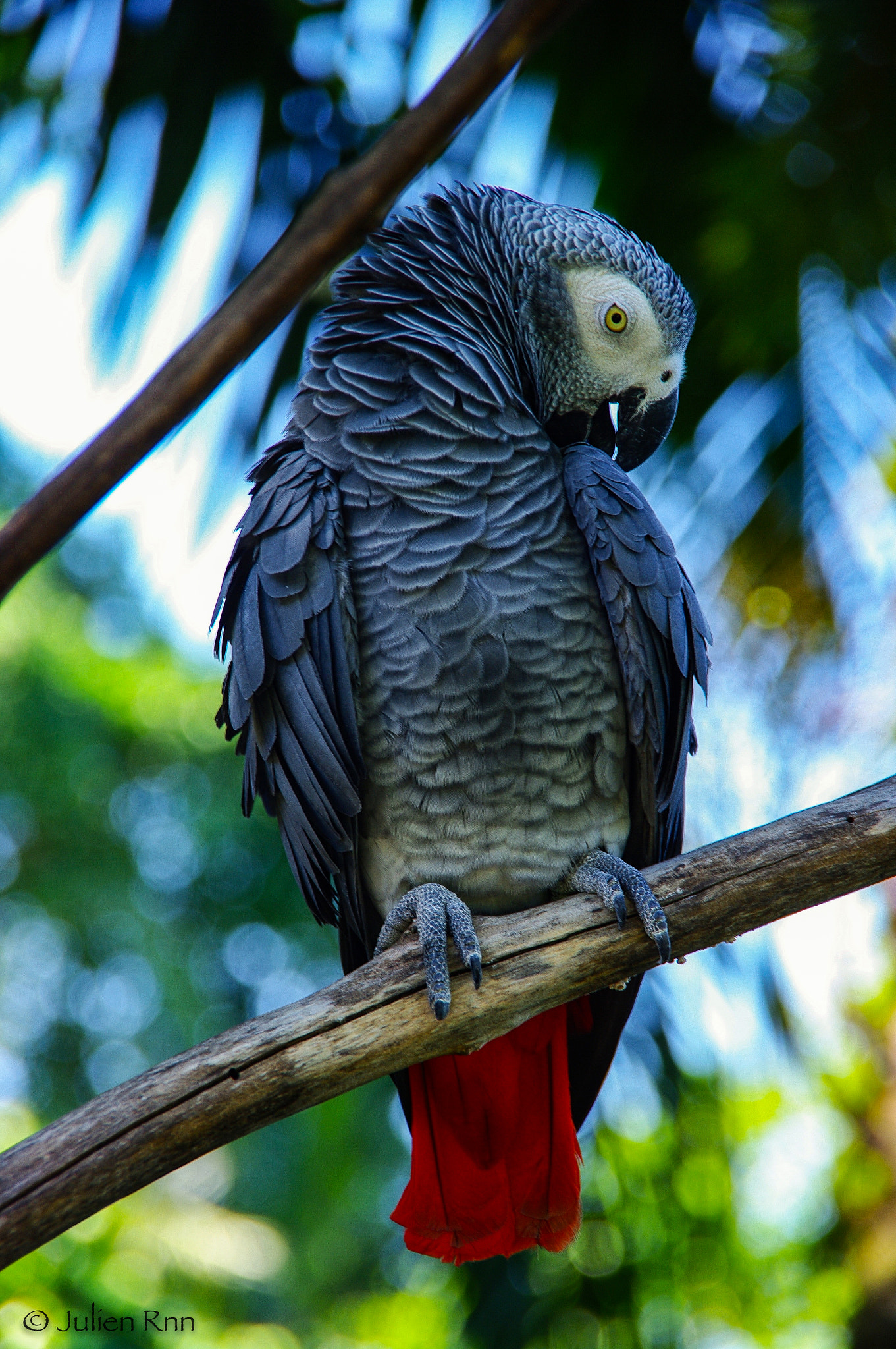 Pentax K20D sample photo. Gris du gabon photography