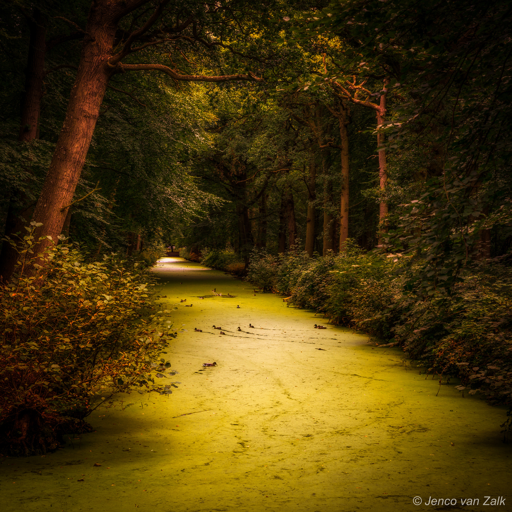 Nikon D800E + AF Nikkor 50mm f/1.8 sample photo. Duckweed and autumn photography
