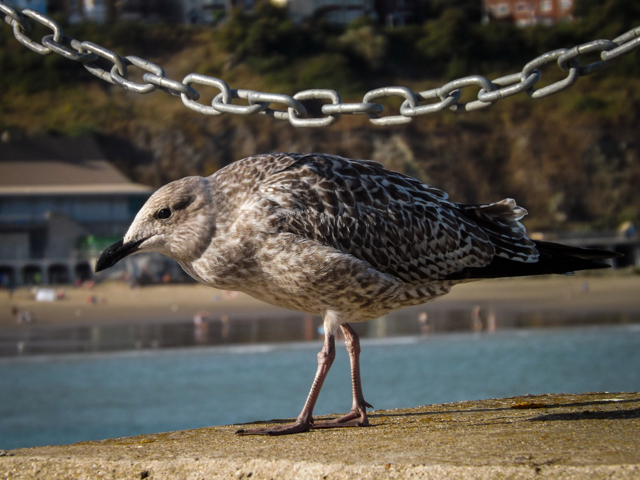 Fujifilm FinePix SL240 sample photo. A seagull with a chain photography