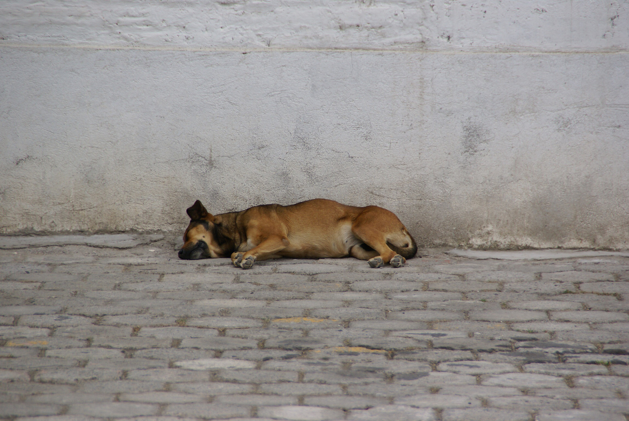Sony Alpha DSLR-A100 sample photo. Perro en ecuador photography