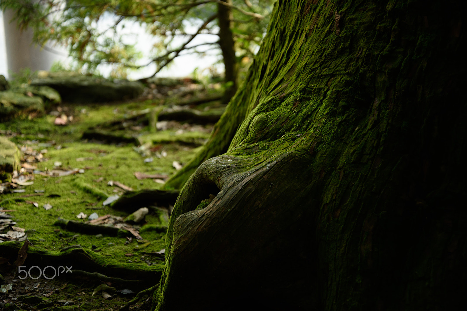 Nikon Df sample photo. Green moss photography