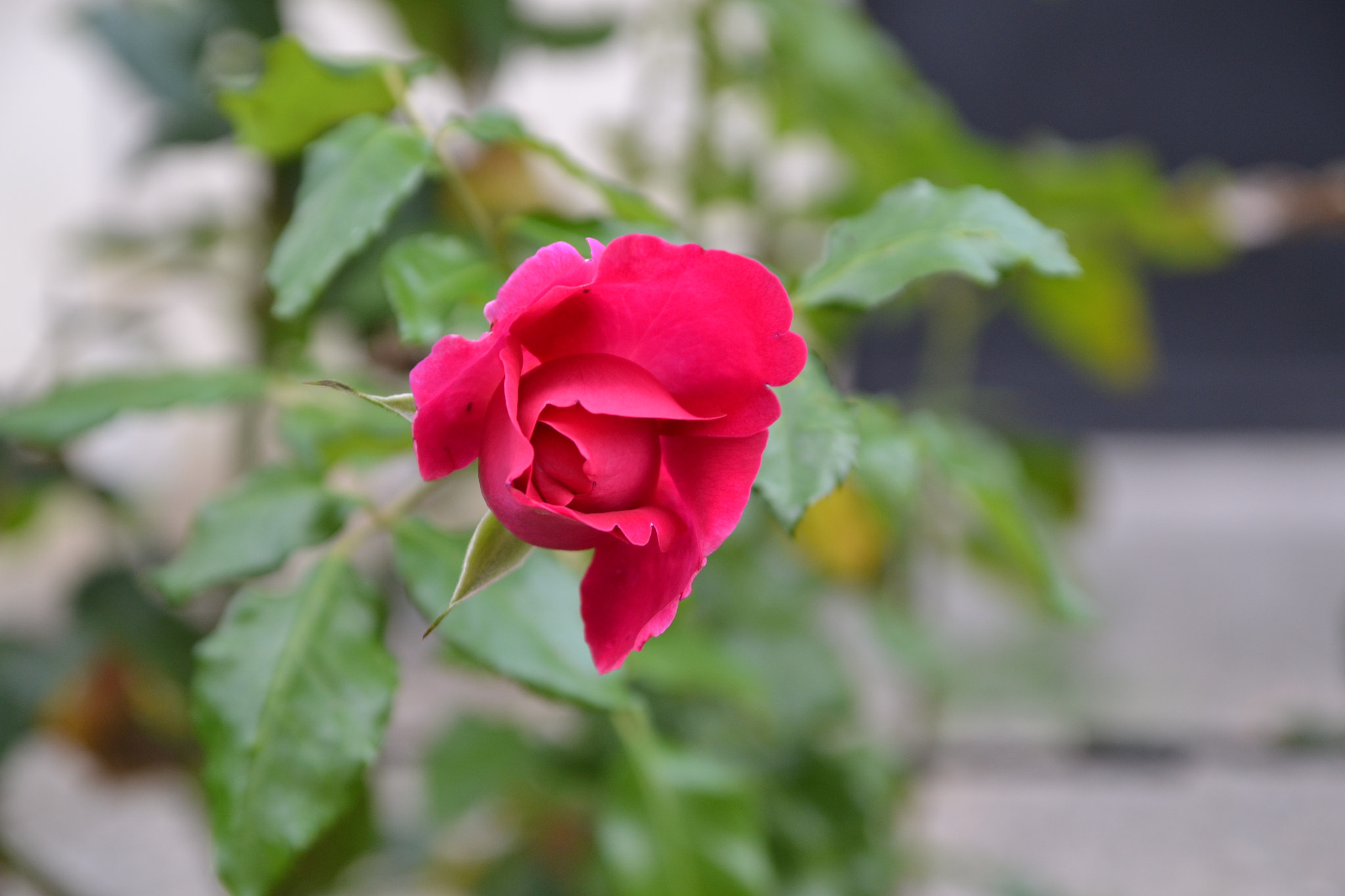 Sigma 17-70mm F2.8-4 DC Macro OS HSM sample photo. 010.jpg photography