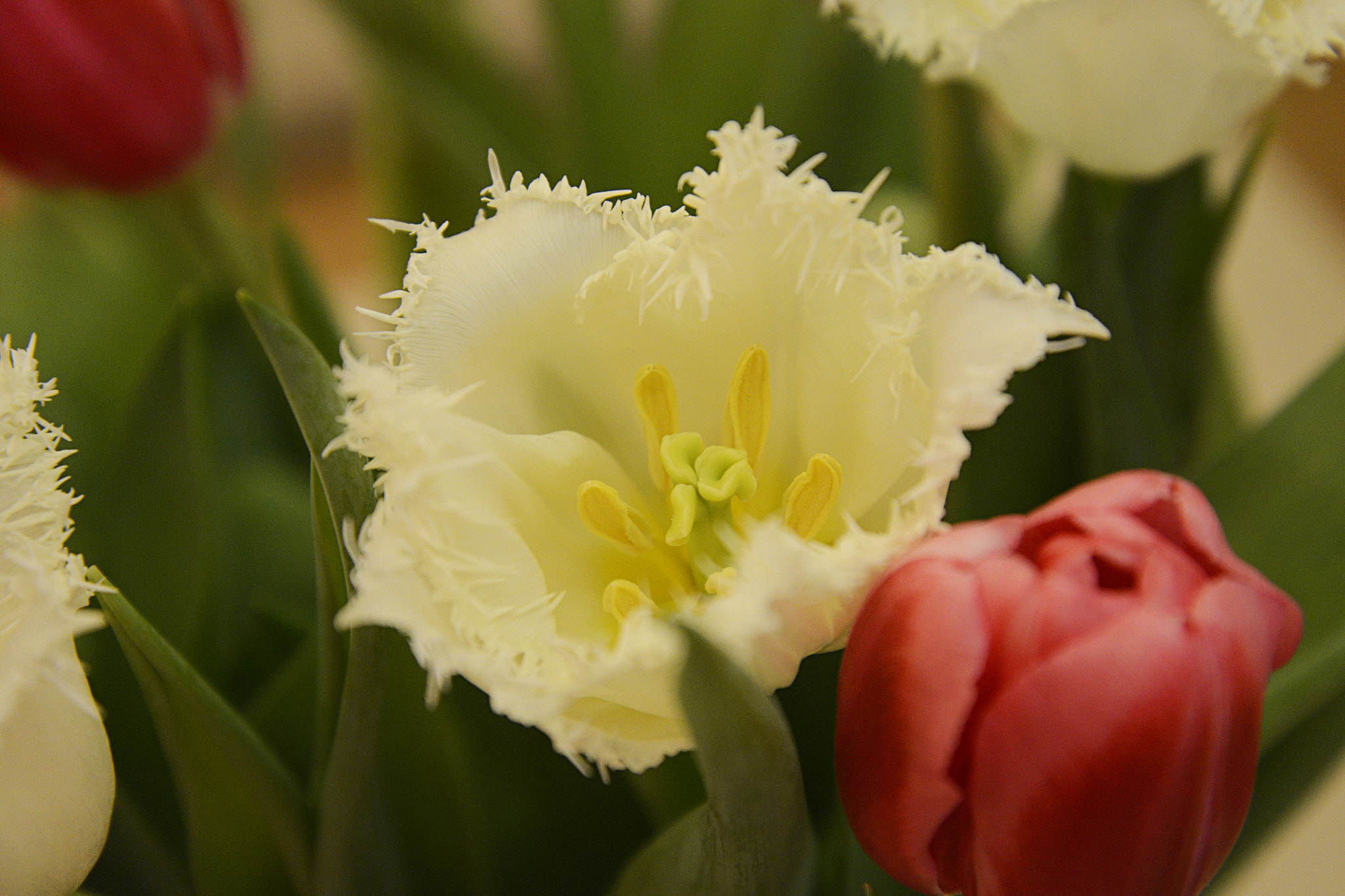 AF Zoom-Nikkor 28-70mm f/3.5-4.5D sample photo. Tulips photography