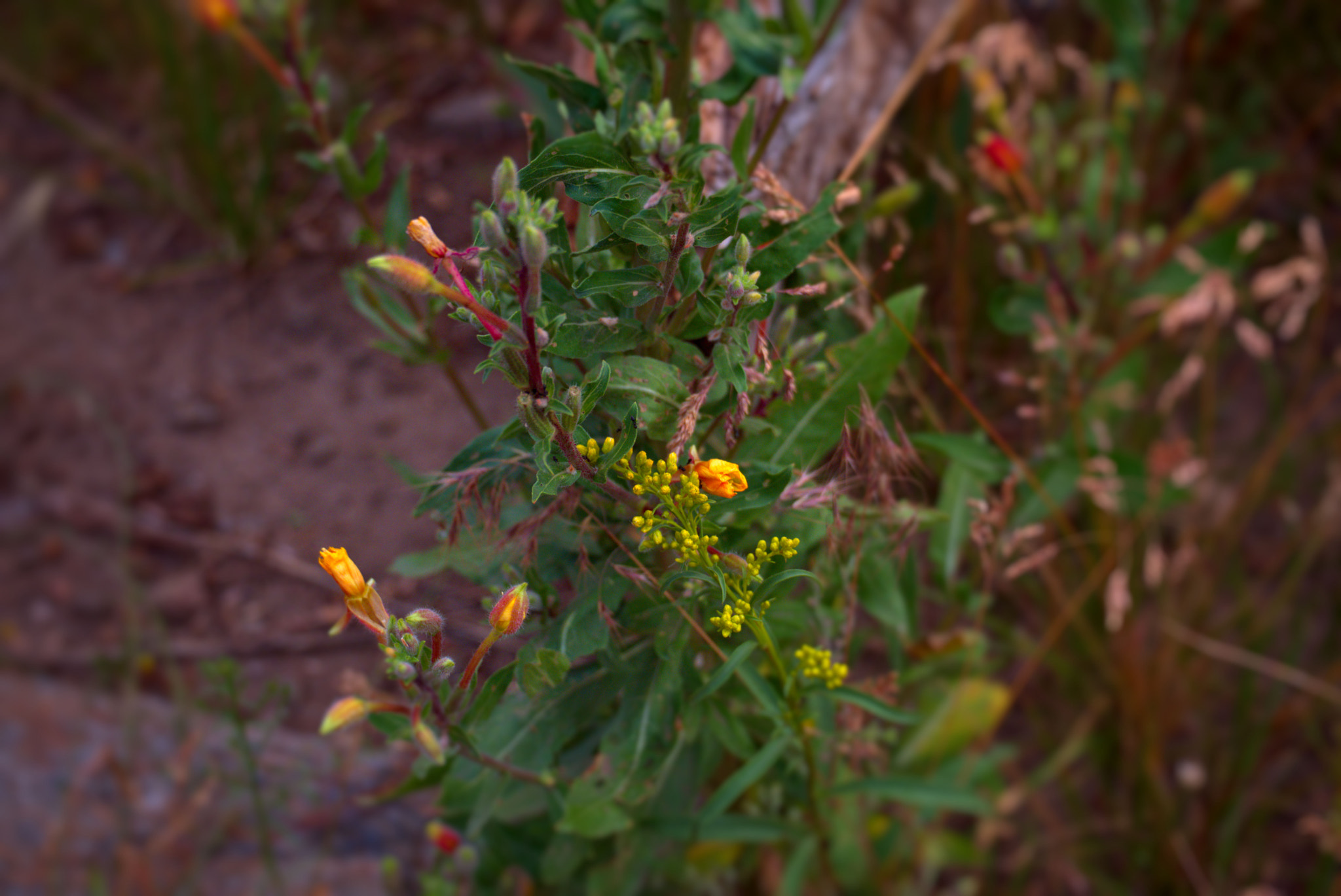 Fujifilm X-Pro2 + Fujifilm XC 50-230mm F4.5-6.7 OIS II sample photo. Sprouts photography