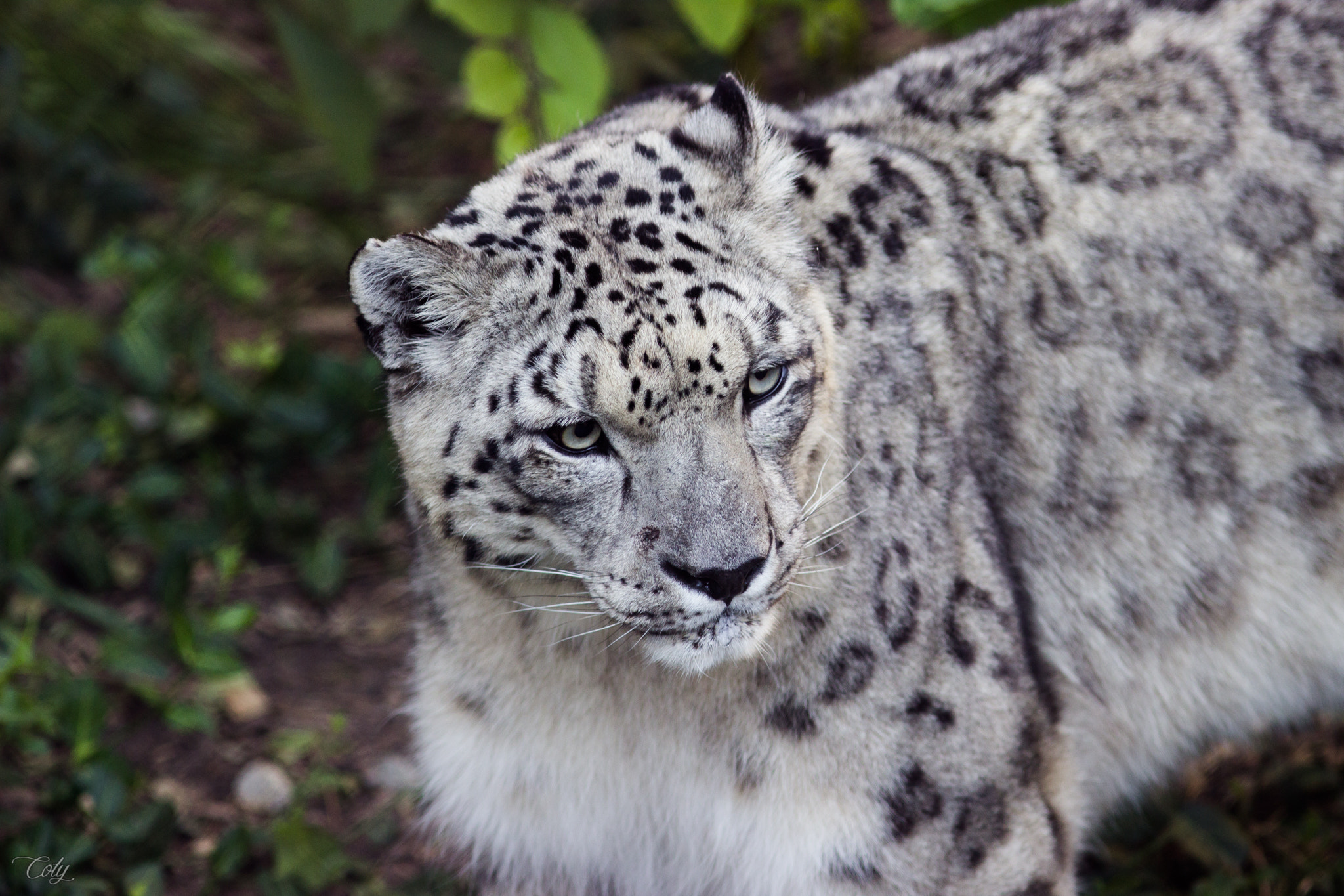 Canon EF 300mm F4L IS USM sample photo. Img photography