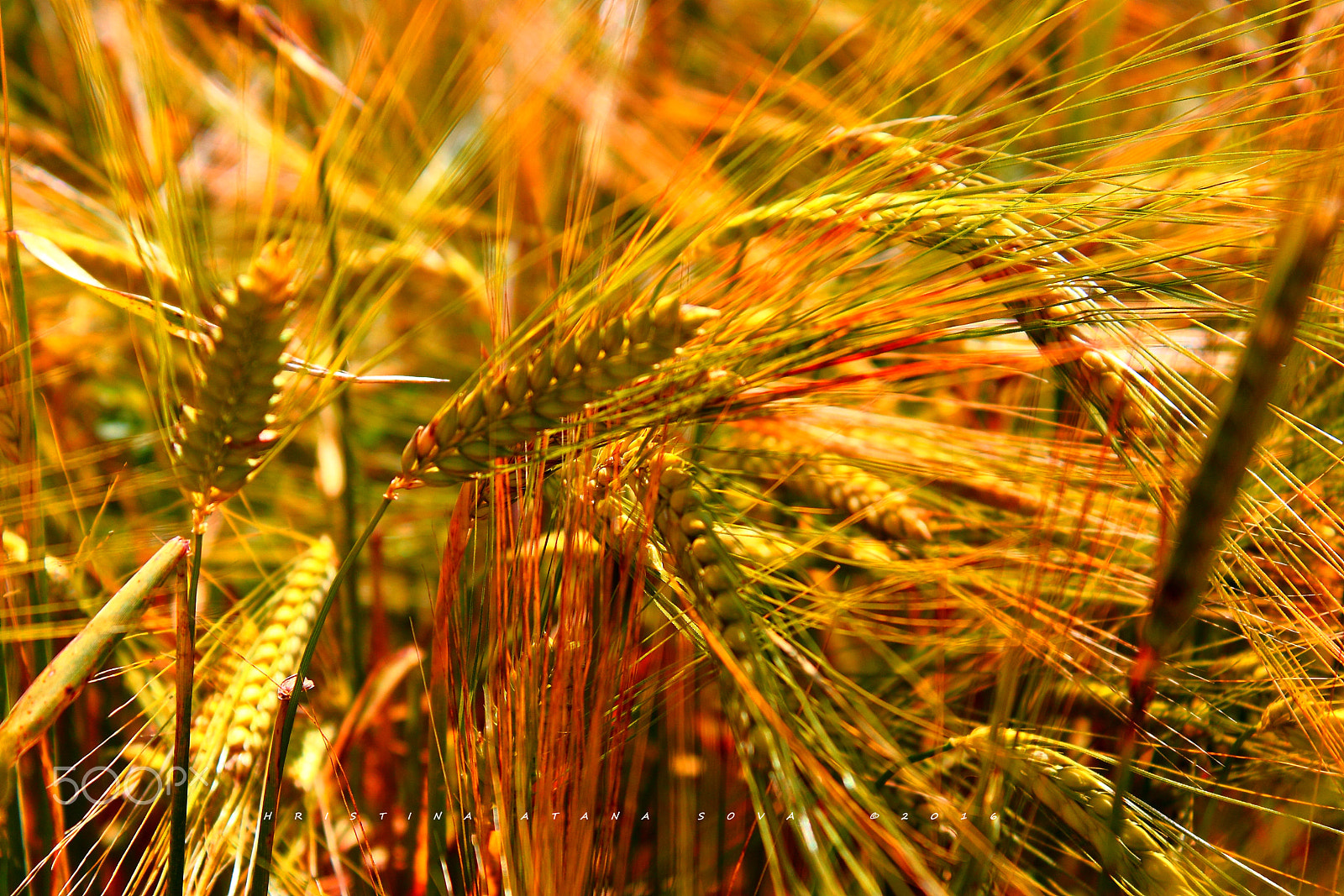 Canon EF-S 18-55mm F3.5-5.6 IS sample photo. Looking for the summer.... photography