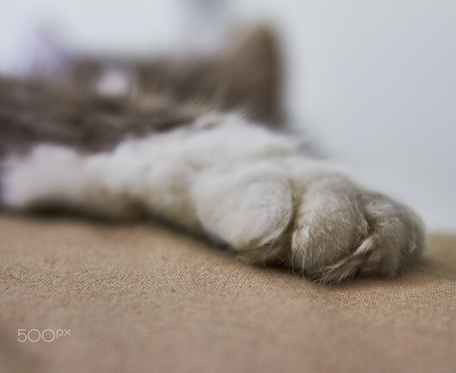 Sigma 24-70mm F2.8 EX DG HSM sample photo. Patoche photography