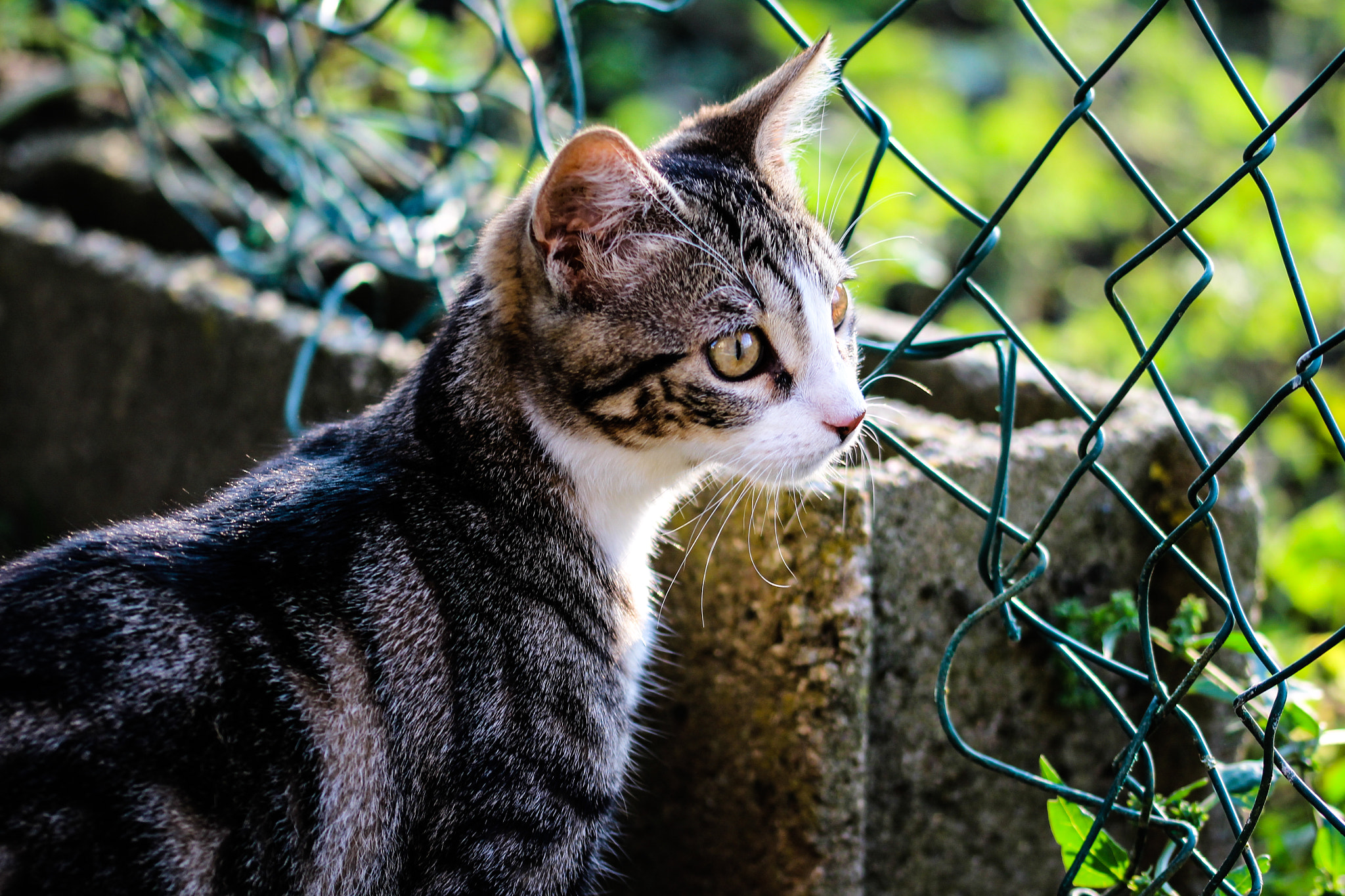 Sigma 105mm F2.8 EX DG OS HSM sample photo. Kitten photography