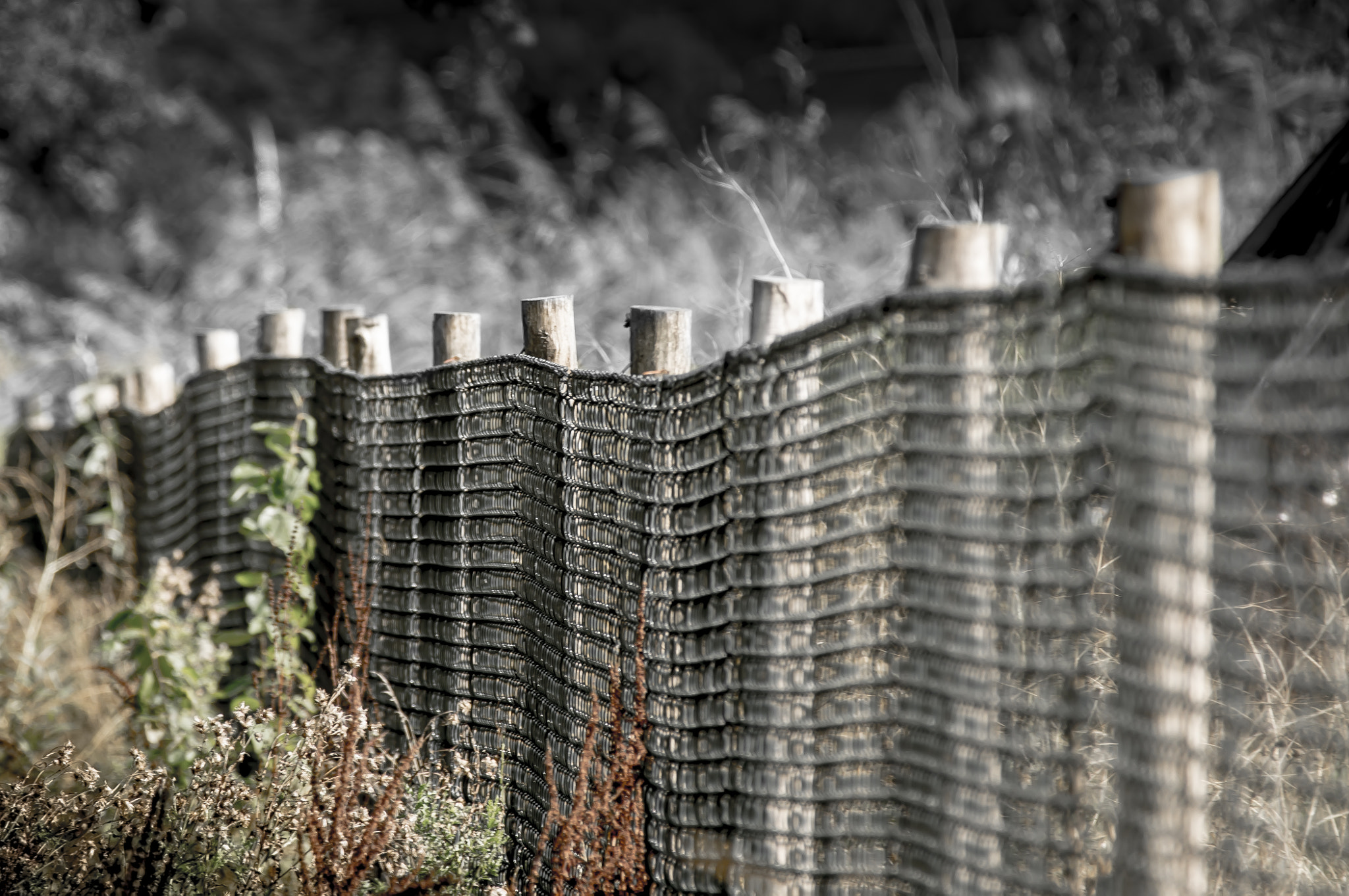 Sony 70-300mm F4.5-5.6 G SSM sample photo. Poisoned soil photography