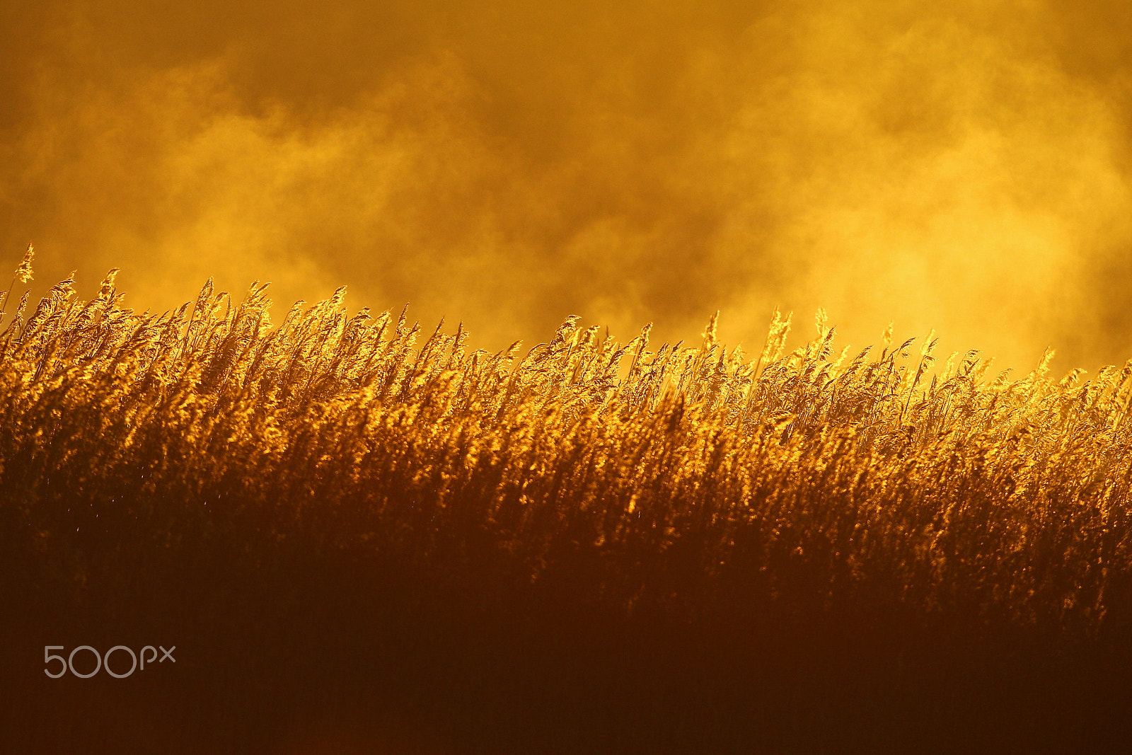 Canon EOS-1D Mark IV + Canon EF 400mm F2.8L IS USM sample photo. Fog on reeds photography