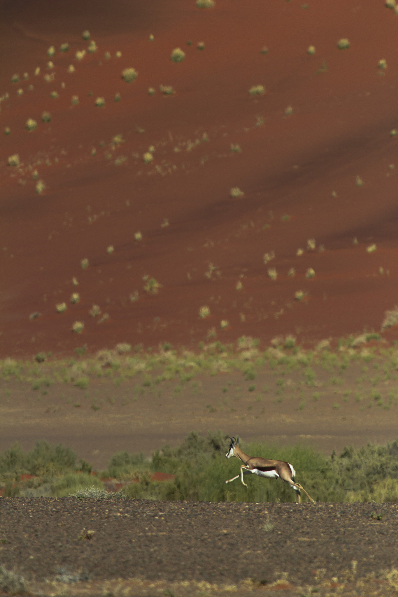 Canon EF 100-400mm F4.5-5.6L IS USM sample photo. Gemsbok and springbok at sossusvlei photography