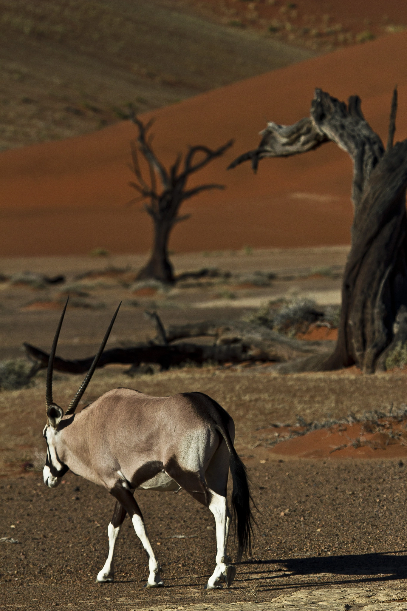 Canon EF 100-400mm F4.5-5.6L IS USM sample photo. Gemsbok and springbok at sossusvlei photography