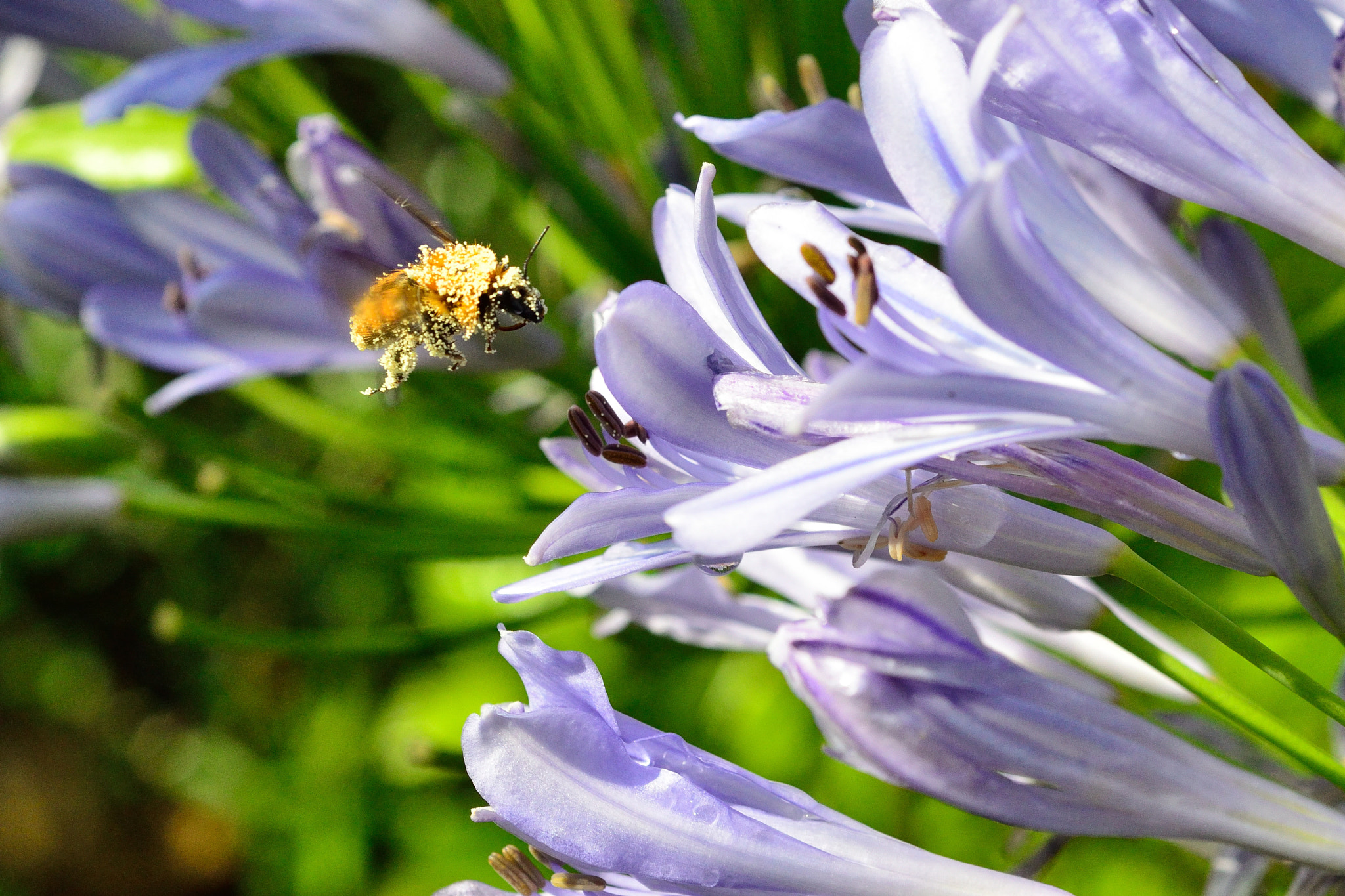 Nikon D7000 sample photo. Pollen shower photography