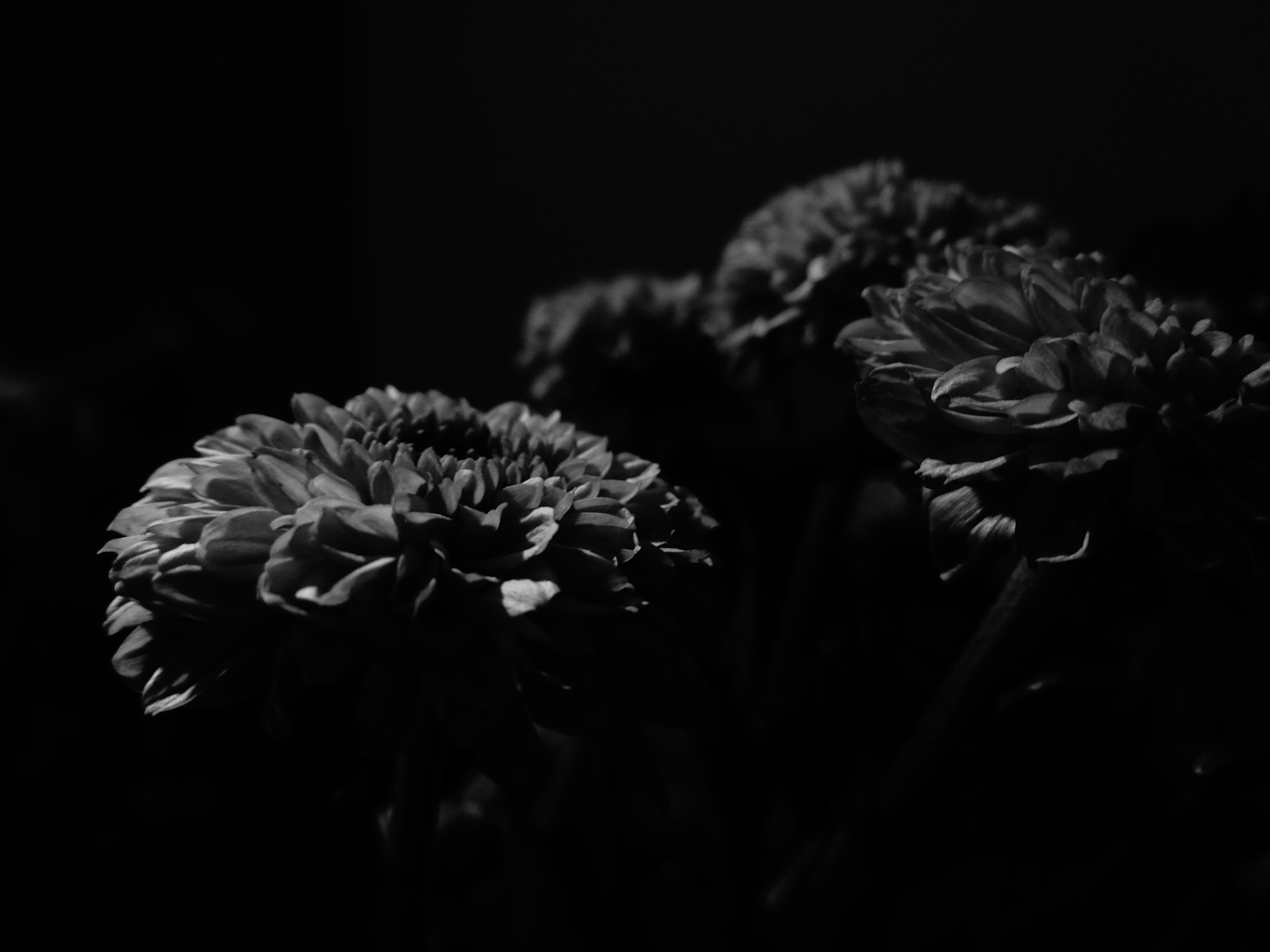 Sony Cyber-shot DSC-WX220 sample photo. Flower macro black and white photography