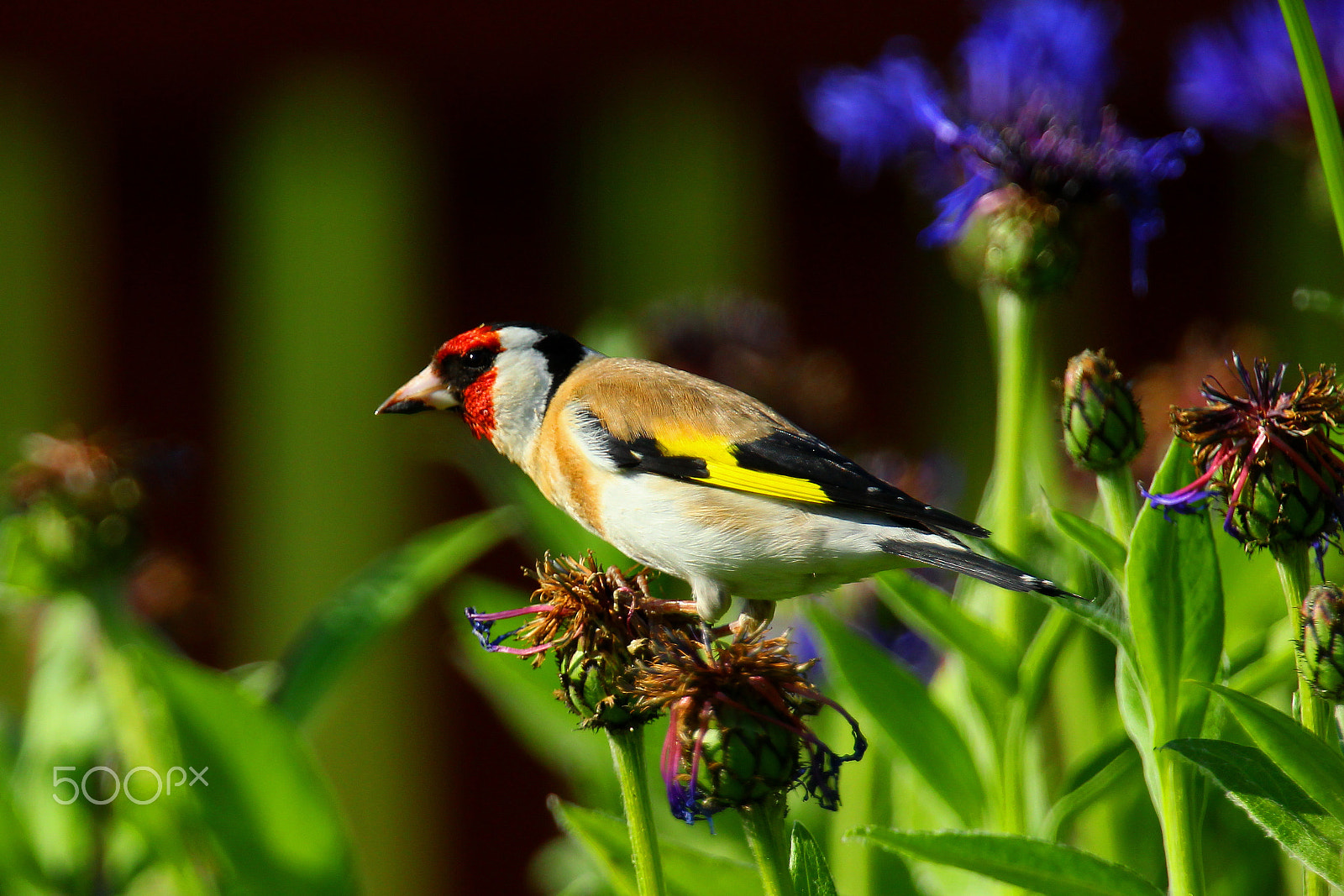Canon EOS-1D Mark IV sample photo. Steglitz in my garden photography