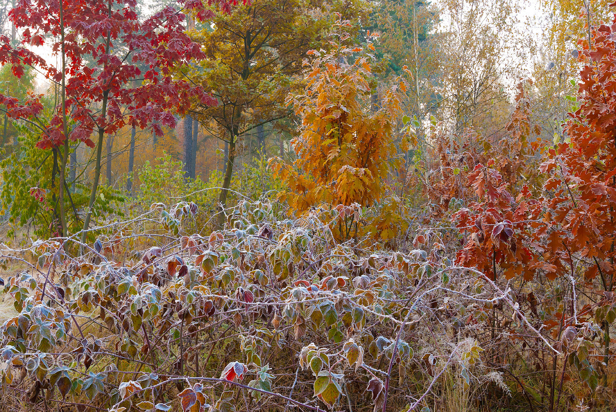Nikon D80 sample photo. Hoarfrost in the forest photography
