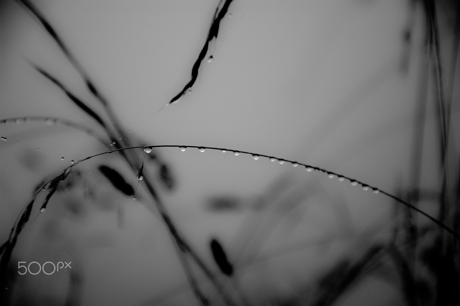 Nikon D50 sample photo. Diamonds and pearls photography