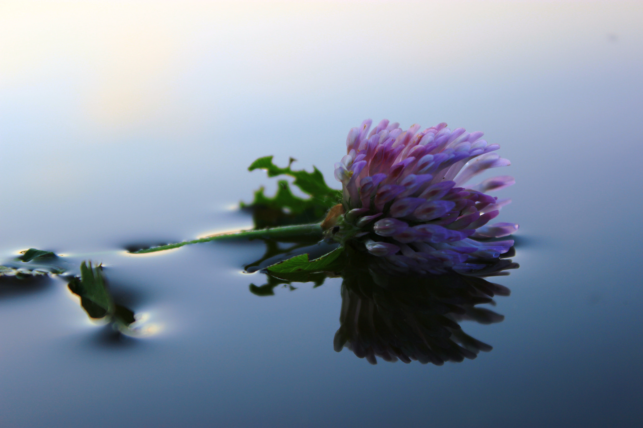 Canon EOS 600D (Rebel EOS T3i / EOS Kiss X5) + Canon EF 50mm f/1.8 sample photo. Clover in water photography