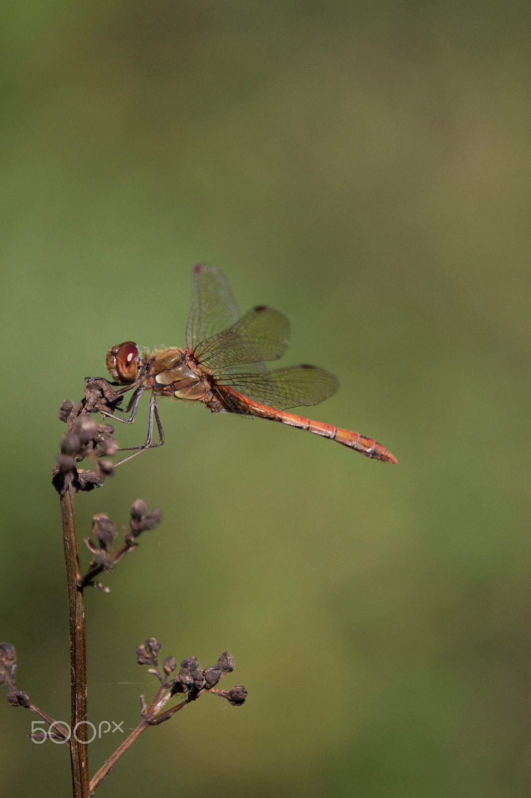 Canon EF-S 55-250mm F4-5.6 IS STM sample photo. 29125222123.jpg photography