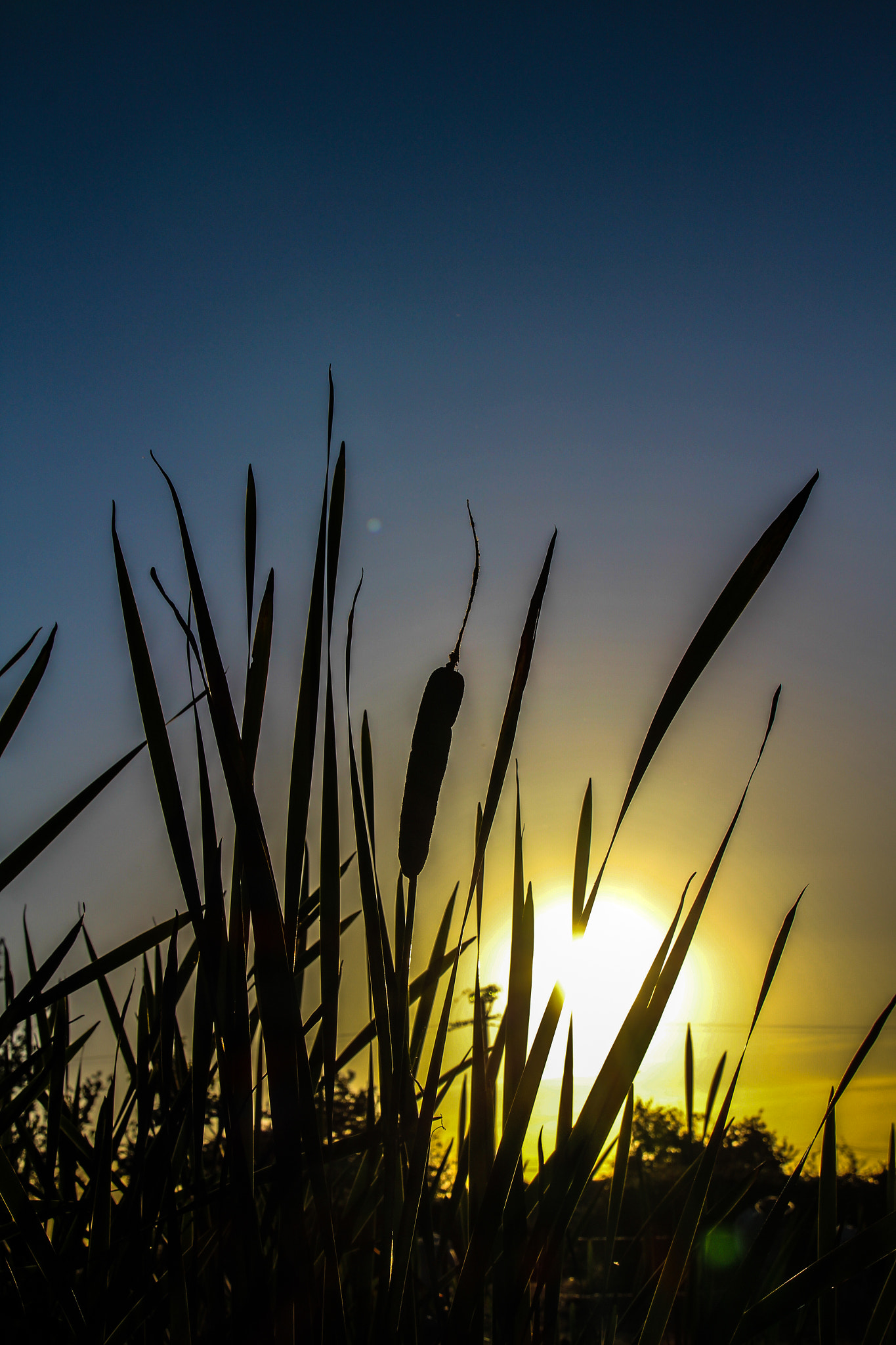 Canon EOS 100D (EOS Rebel SL1 / EOS Kiss X7) sample photo. Reeds, roseaux photography
