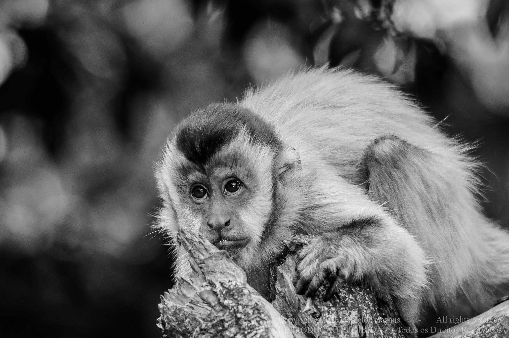 Sigma 150-500mm F5-6.3 DG OS HSM sample photo. Capuchin monkey photography